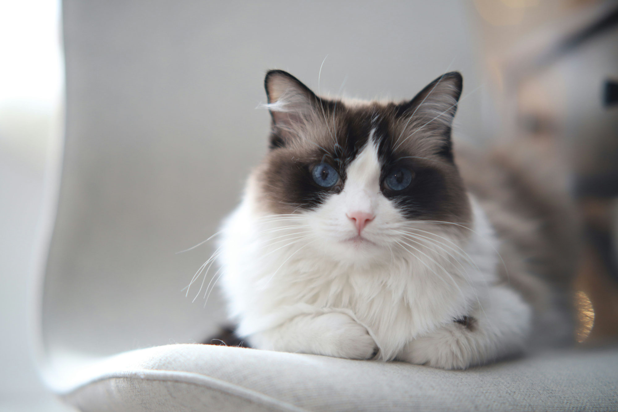 Tout ce que vous devez savoir avant d'adopter un ragdoll : guide complet pour les futurs propriétaires