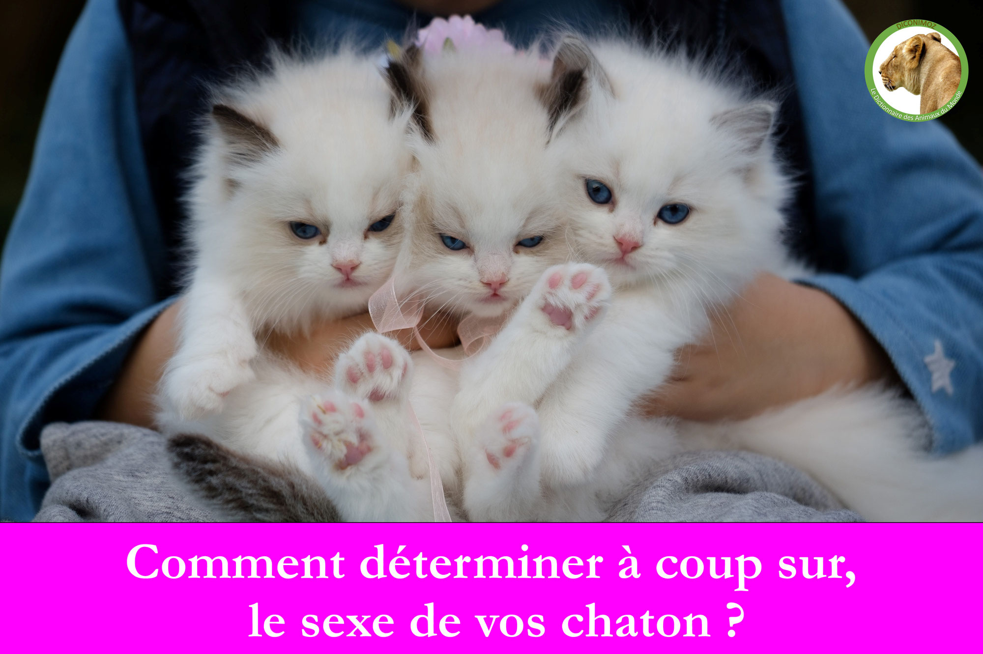 Comment déterminer à coup sûr, le sexe de vos chatons ?