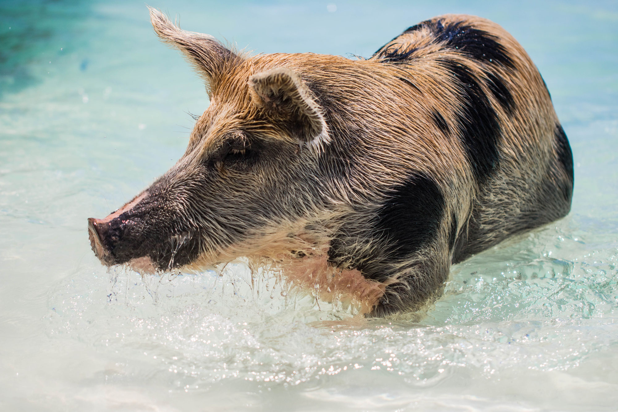 Les célèbres cochons des Bahamas : entre mystère et notoriété