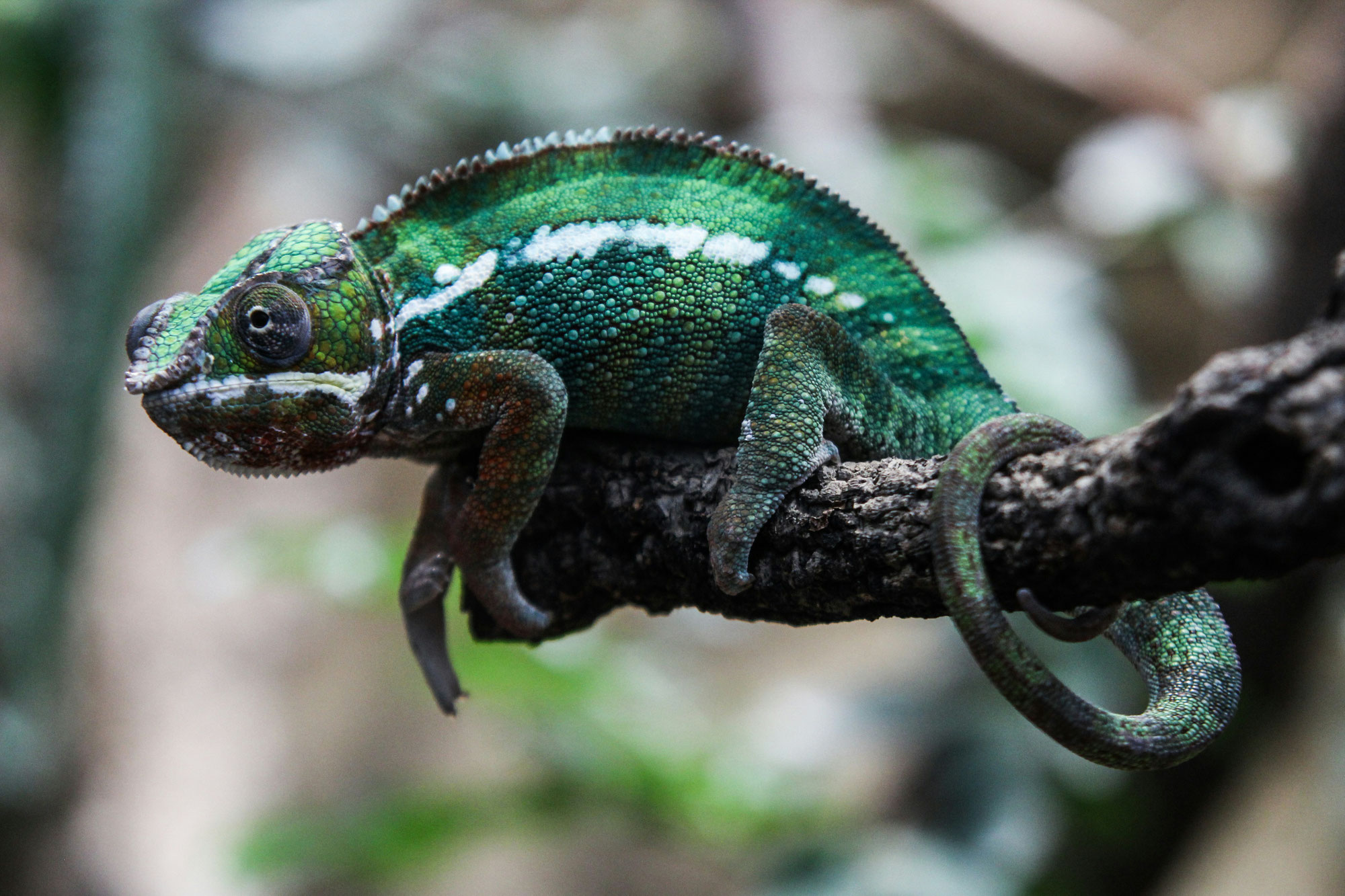 10 aptitudes fascinantes du caméléon : maître de l'adaptation