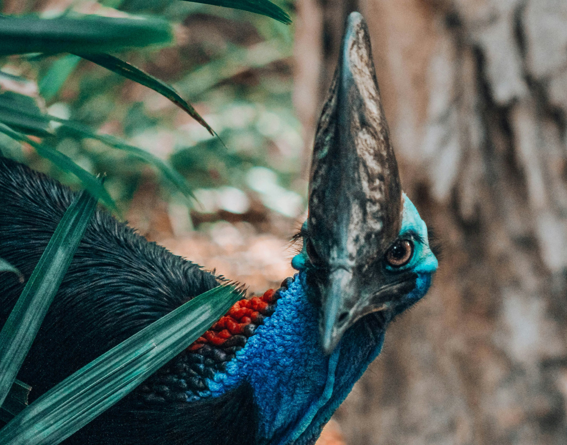 Le casoar à casque : un oiseau imposant et intriguant à l'apparence préhistorique