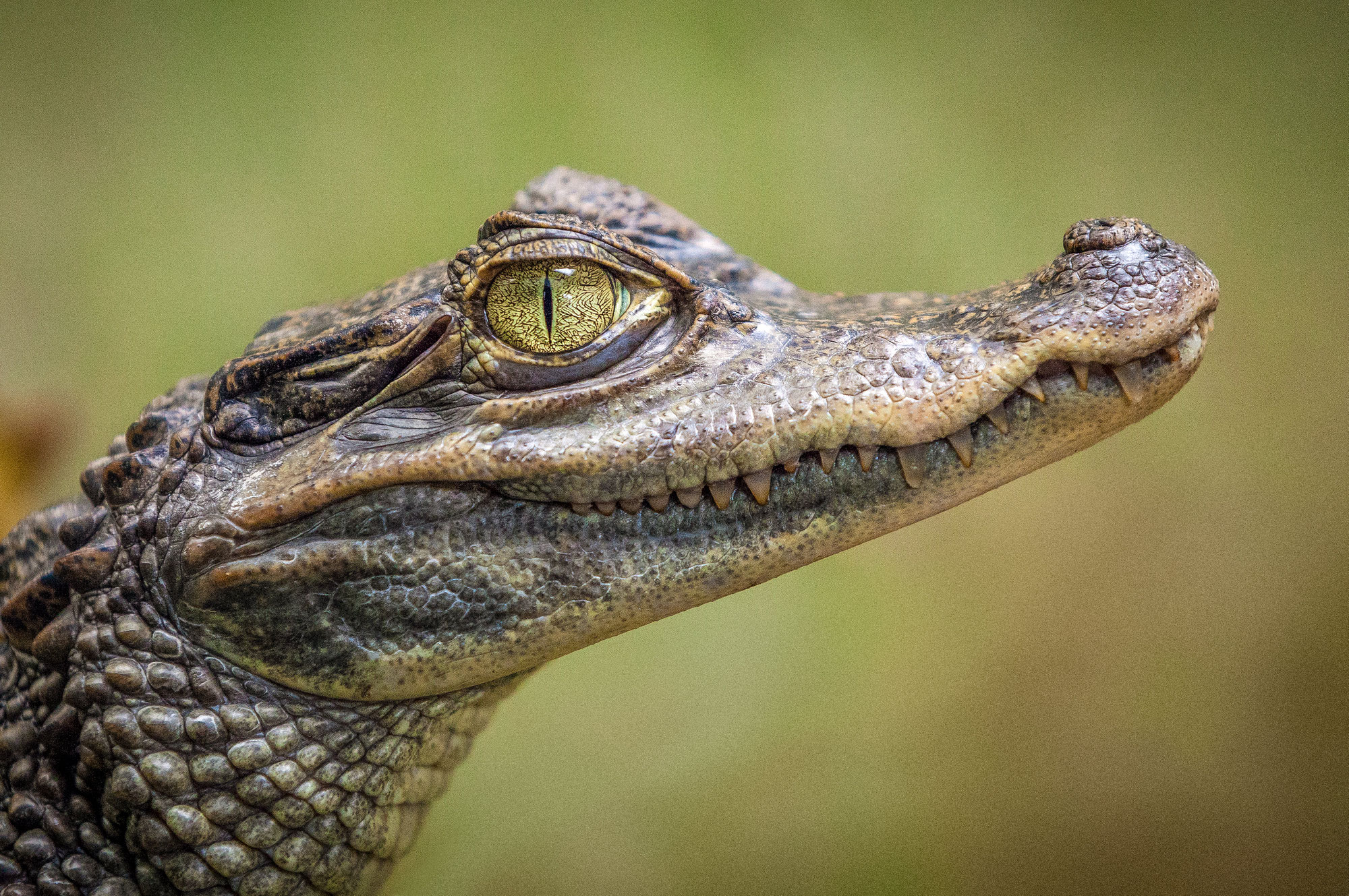 Le marché noir des animaux exotiques en 2024 : un fléau mondial aux conséquences dévastatrices