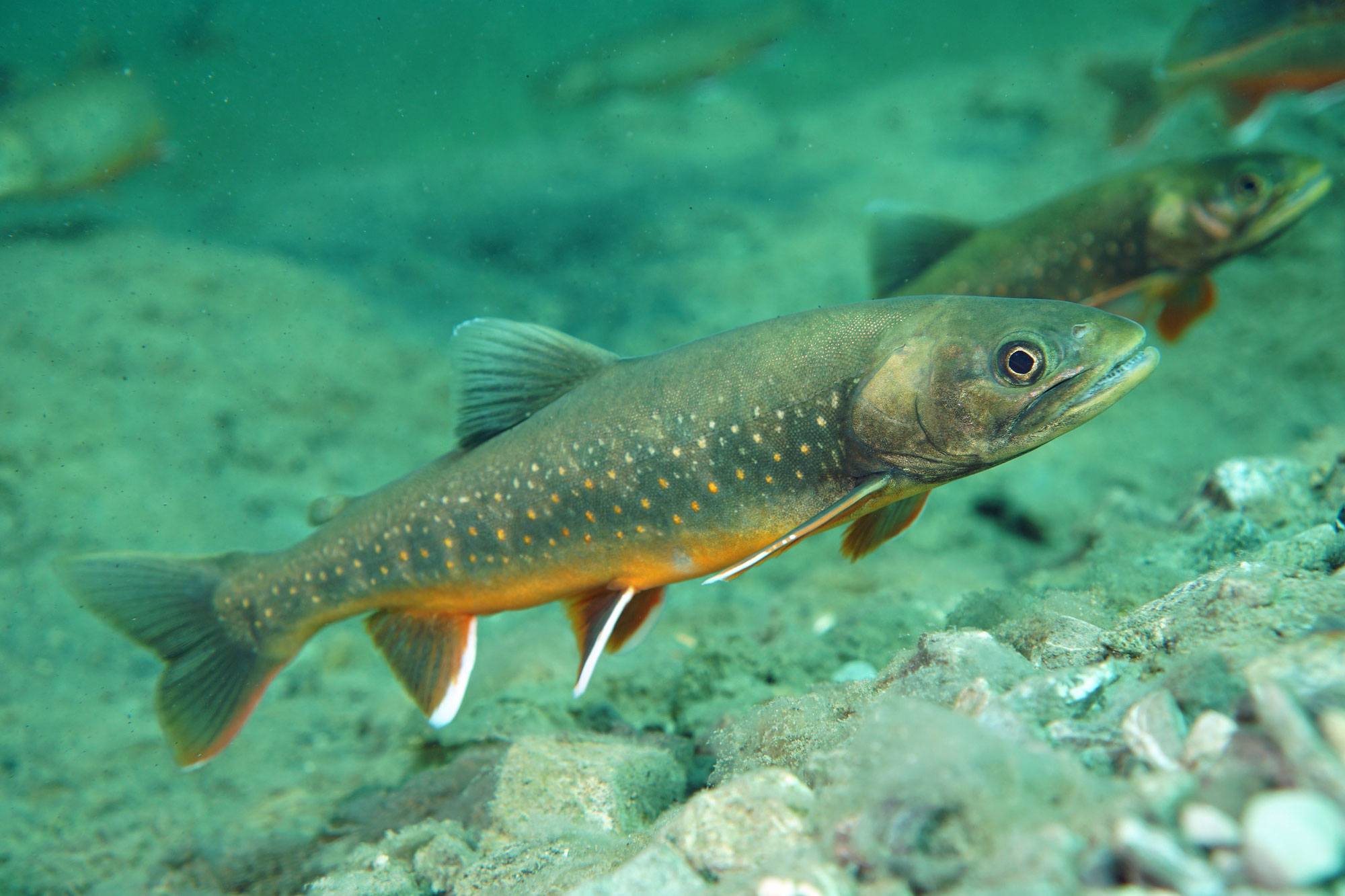 Présent dans nos lacs de montagne, l'omble chevalier, tout comme la truite est un salmonidé