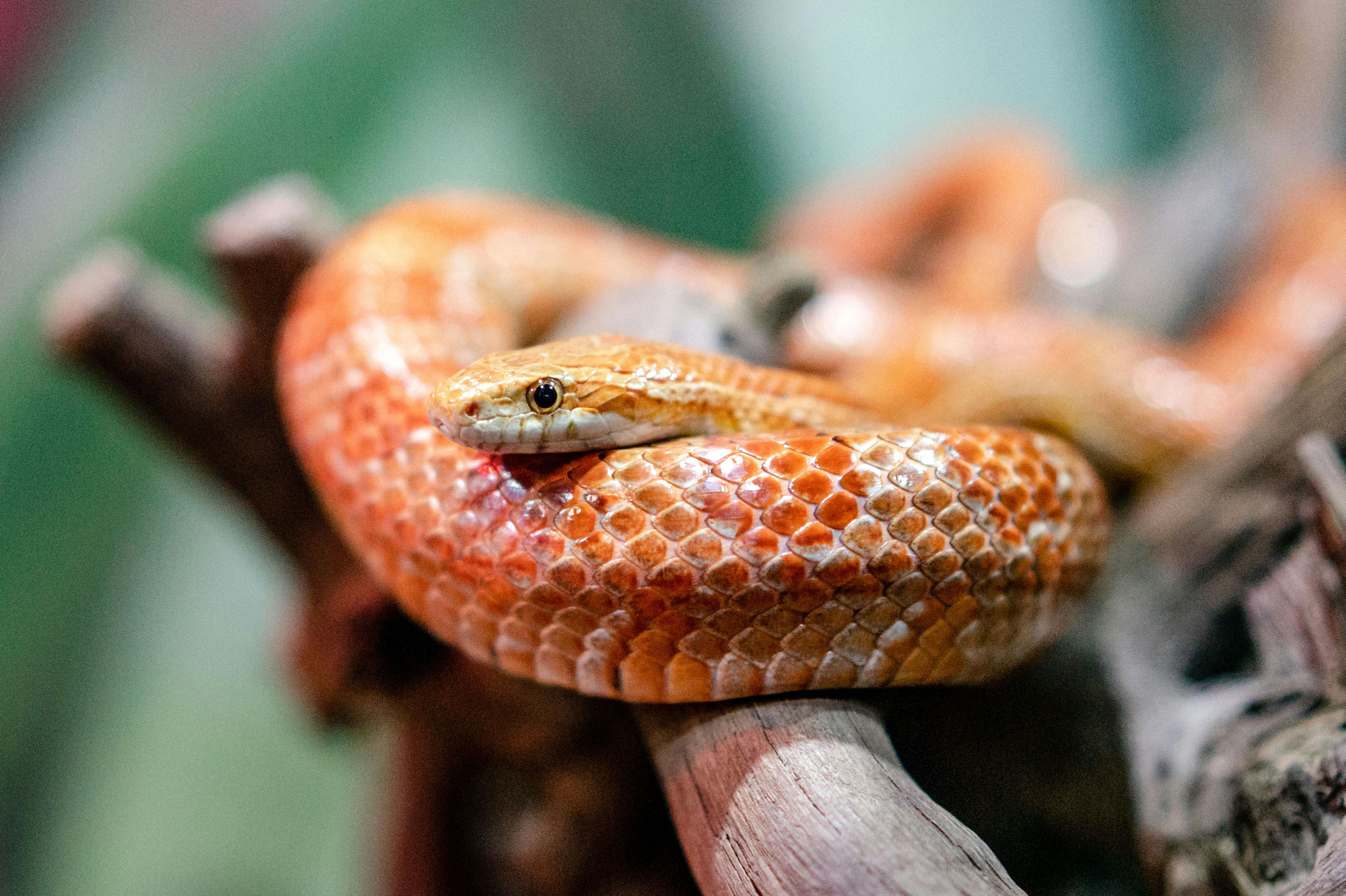 D'où vient le serpent des blés, cet espèce qui risque d'envahir la France ?