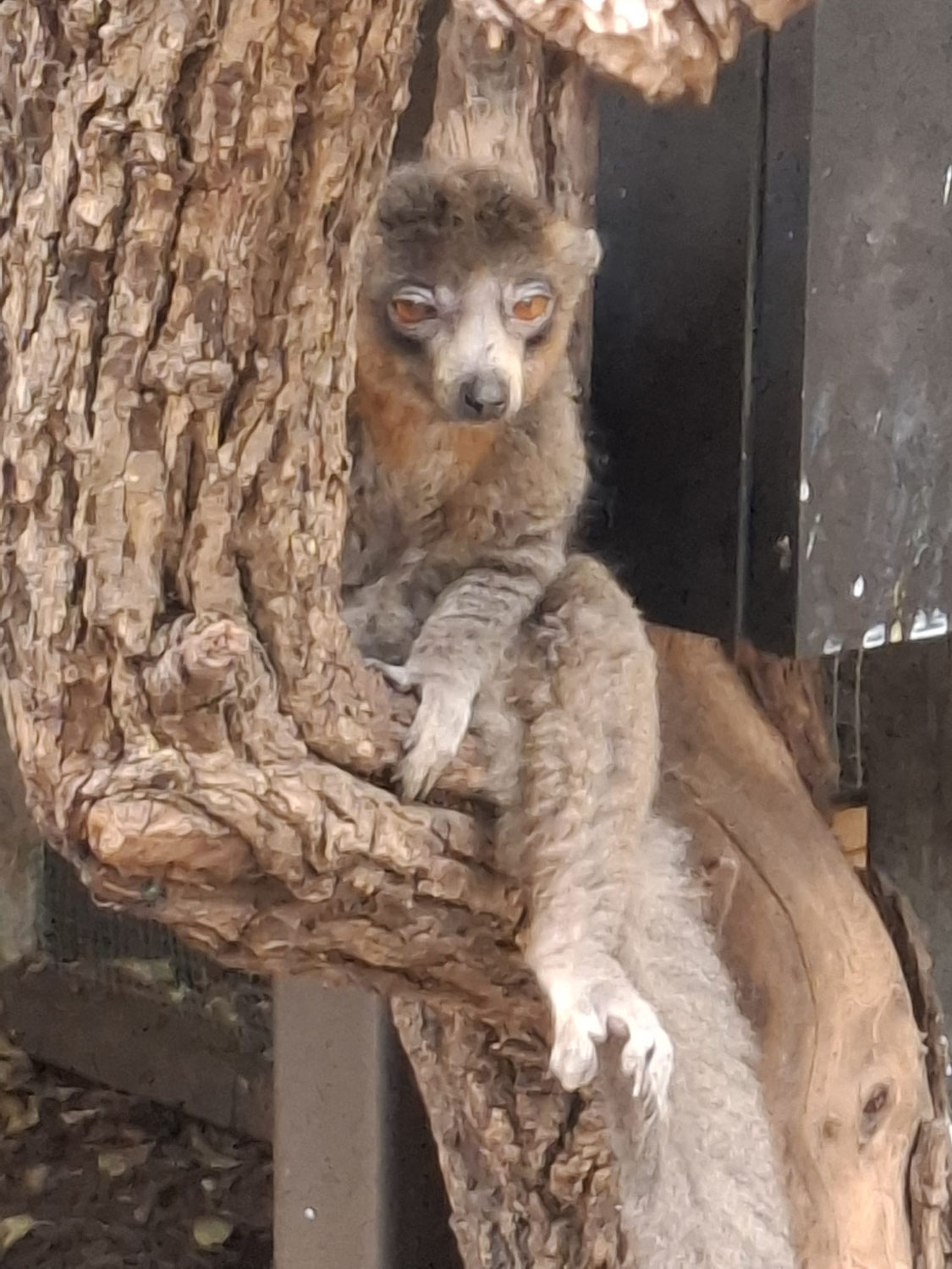 Ausflug der 1Pa in den Zoo Schmiding