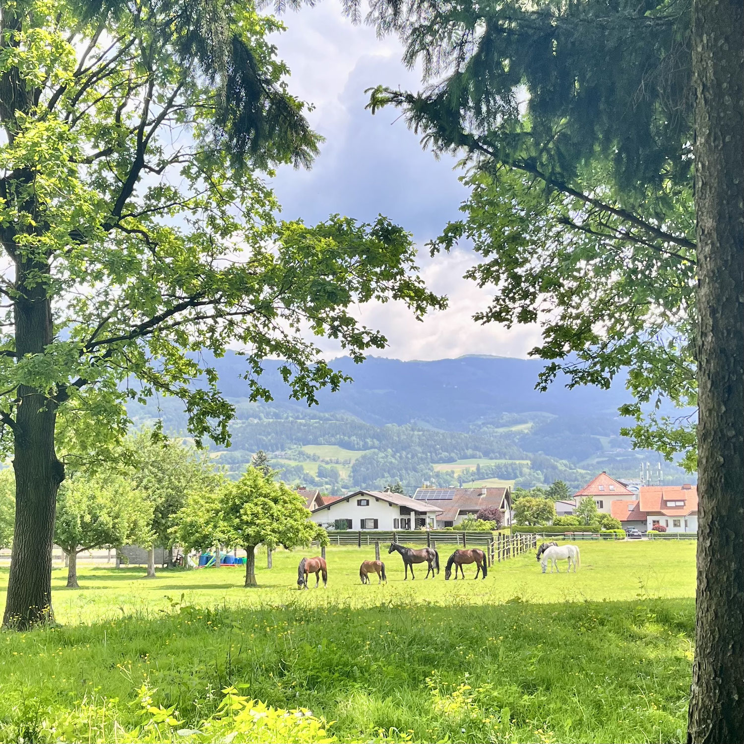 Besuch einer Pferdekoppel - was Thun, Fisch?