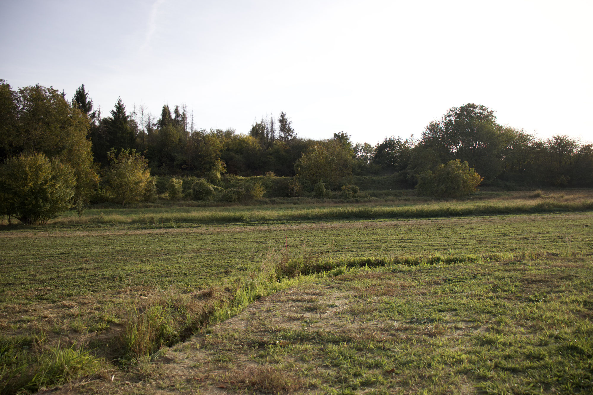 Une zone humide en devenir autour du Muhlbaechel à Vendenheim