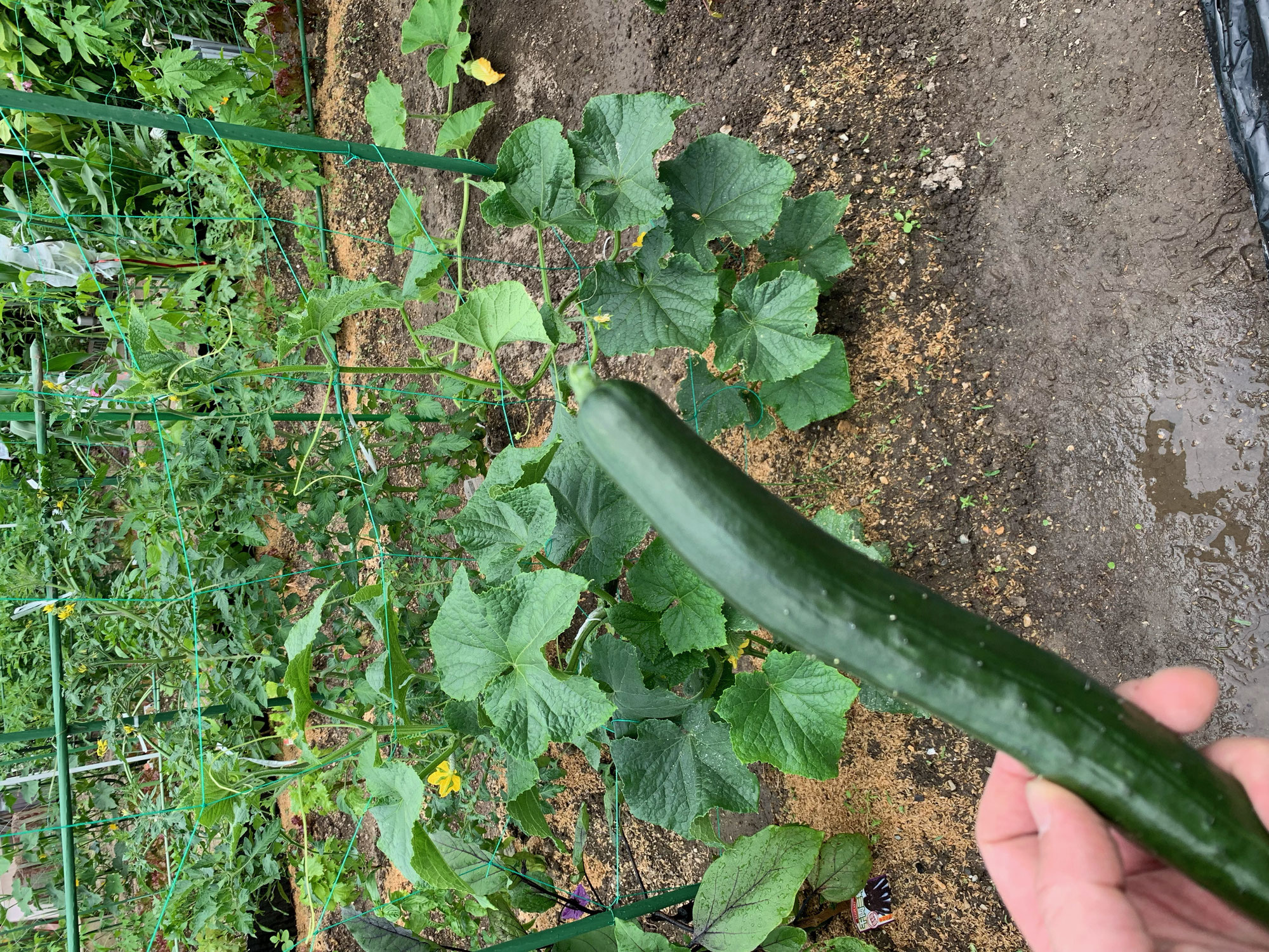 夏野菜第一号