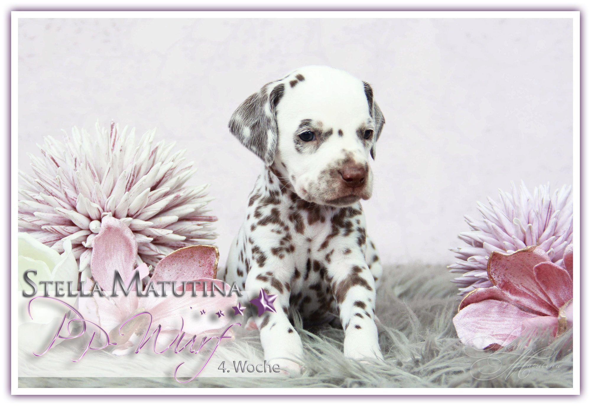 ★ PP-Wurf ★ Bilder 4. Lebenswoche