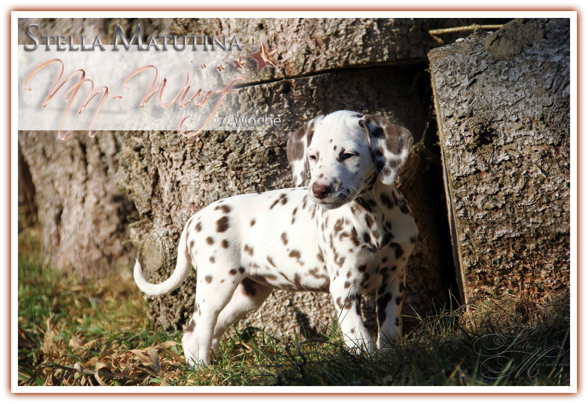 ★ NN-Wurf ★ Bilder 7. Lebenswoche