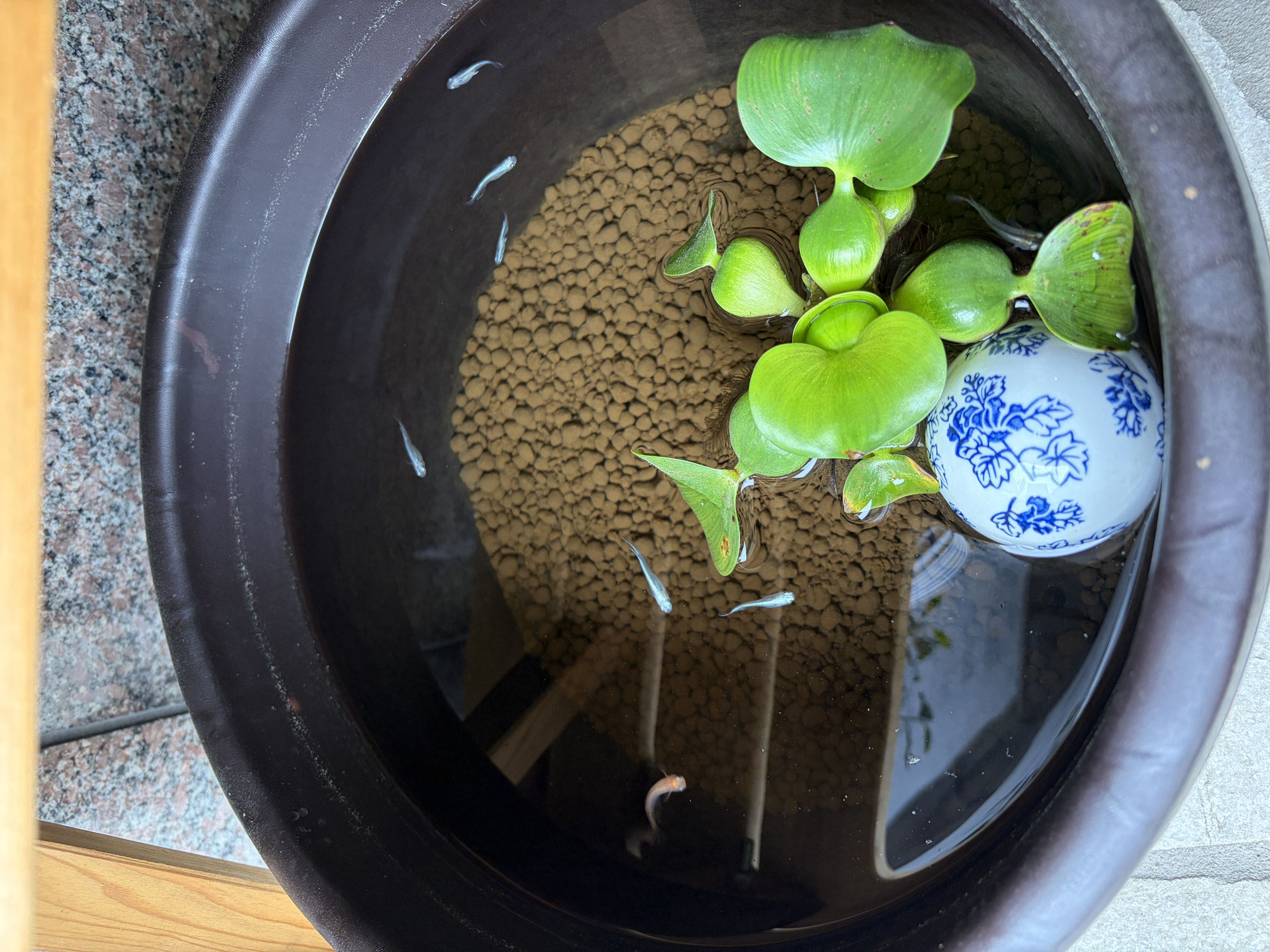 「メダカにも“巡り”がある」