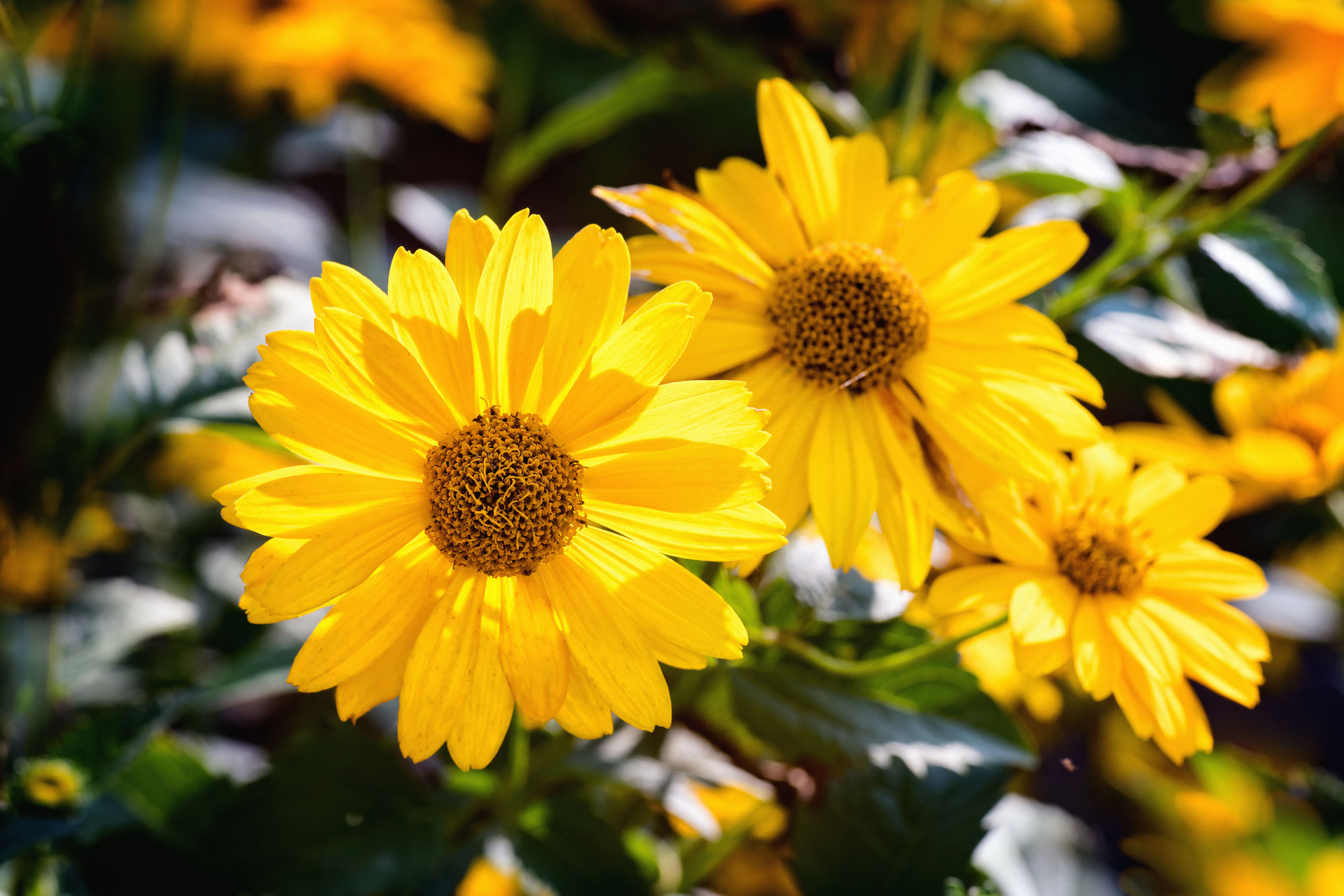 Arnika montana, Bergwohlverleih, Fallkraut