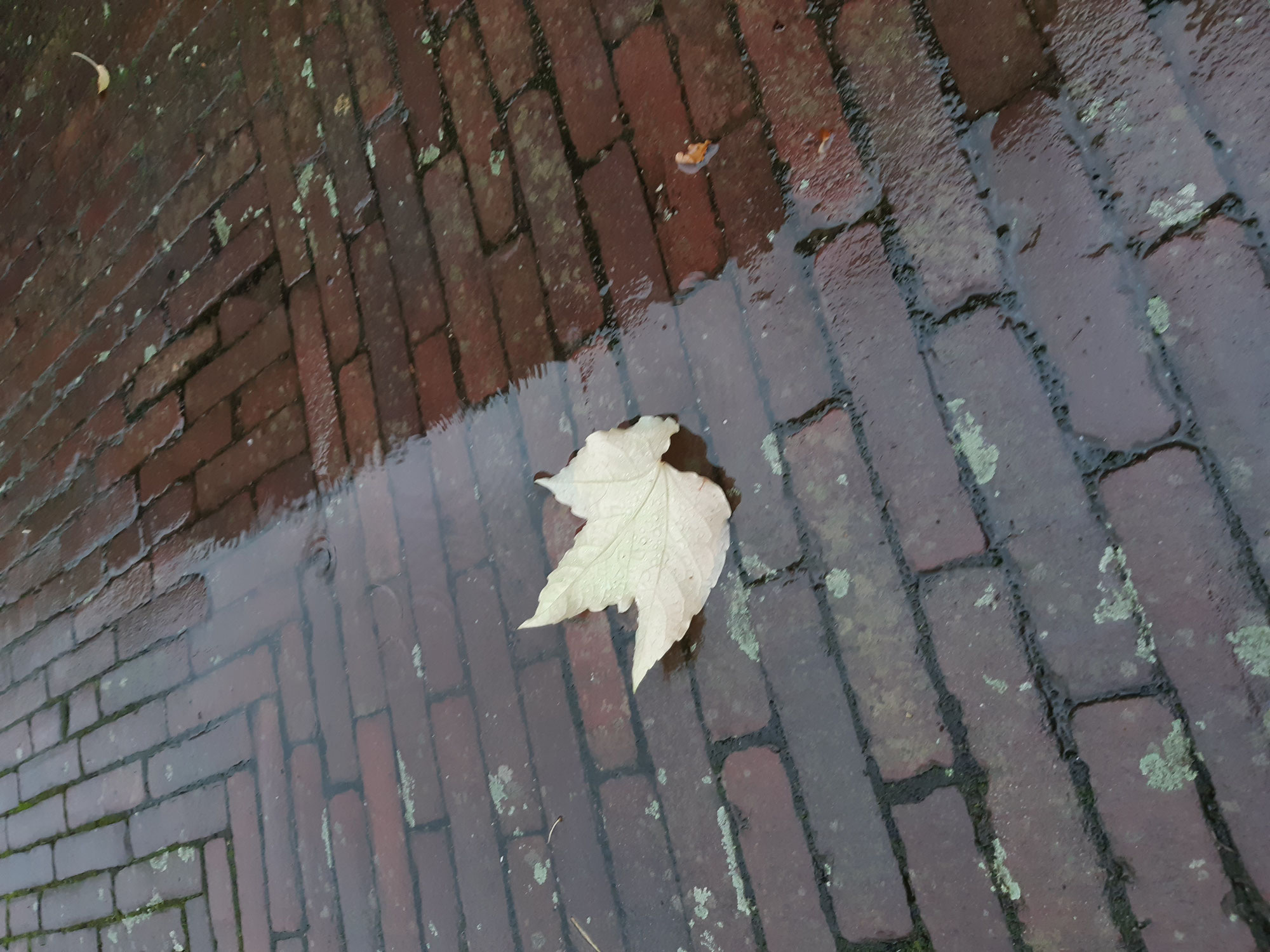 Dansend huilen