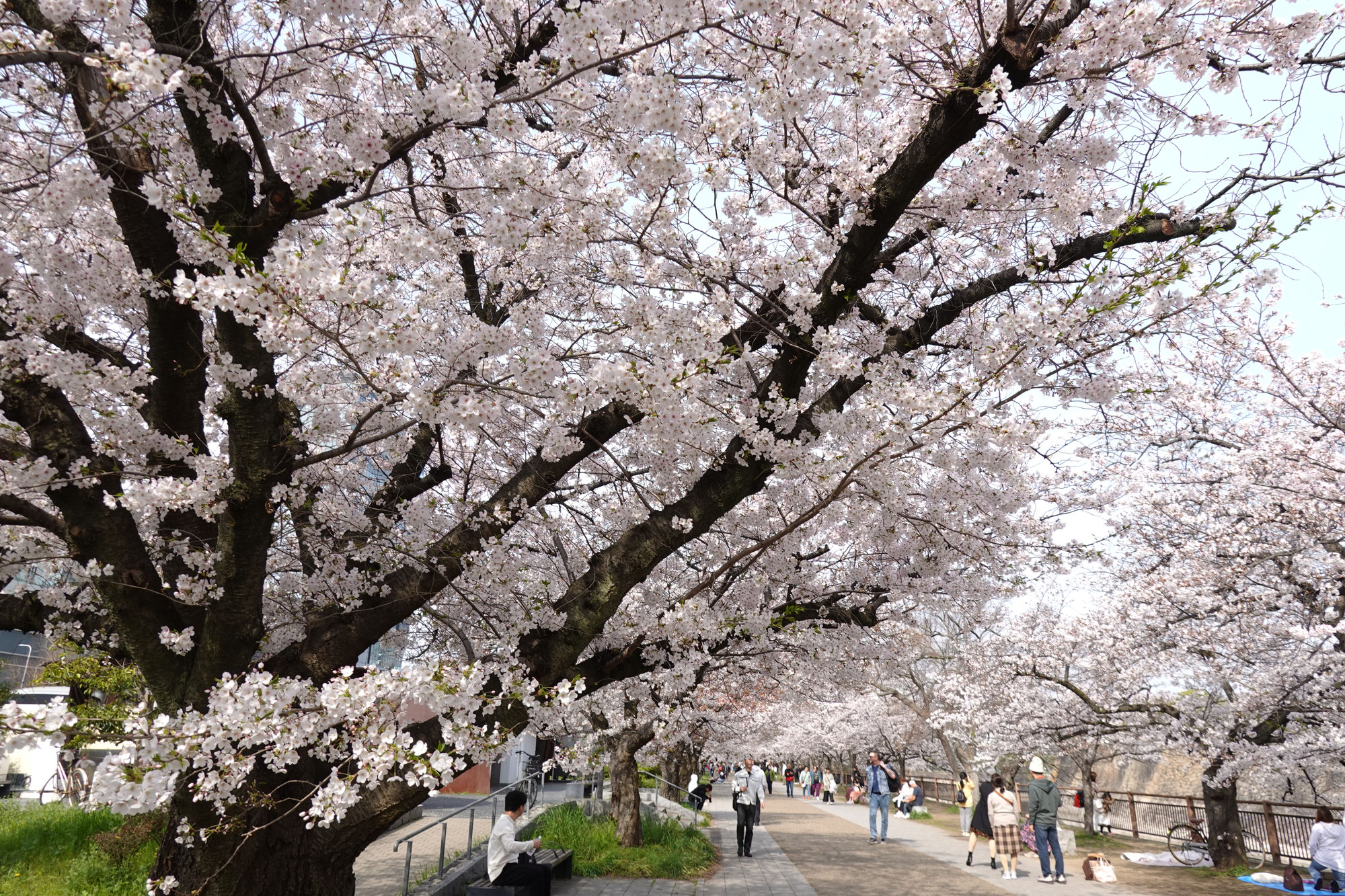大阪城　桜満開