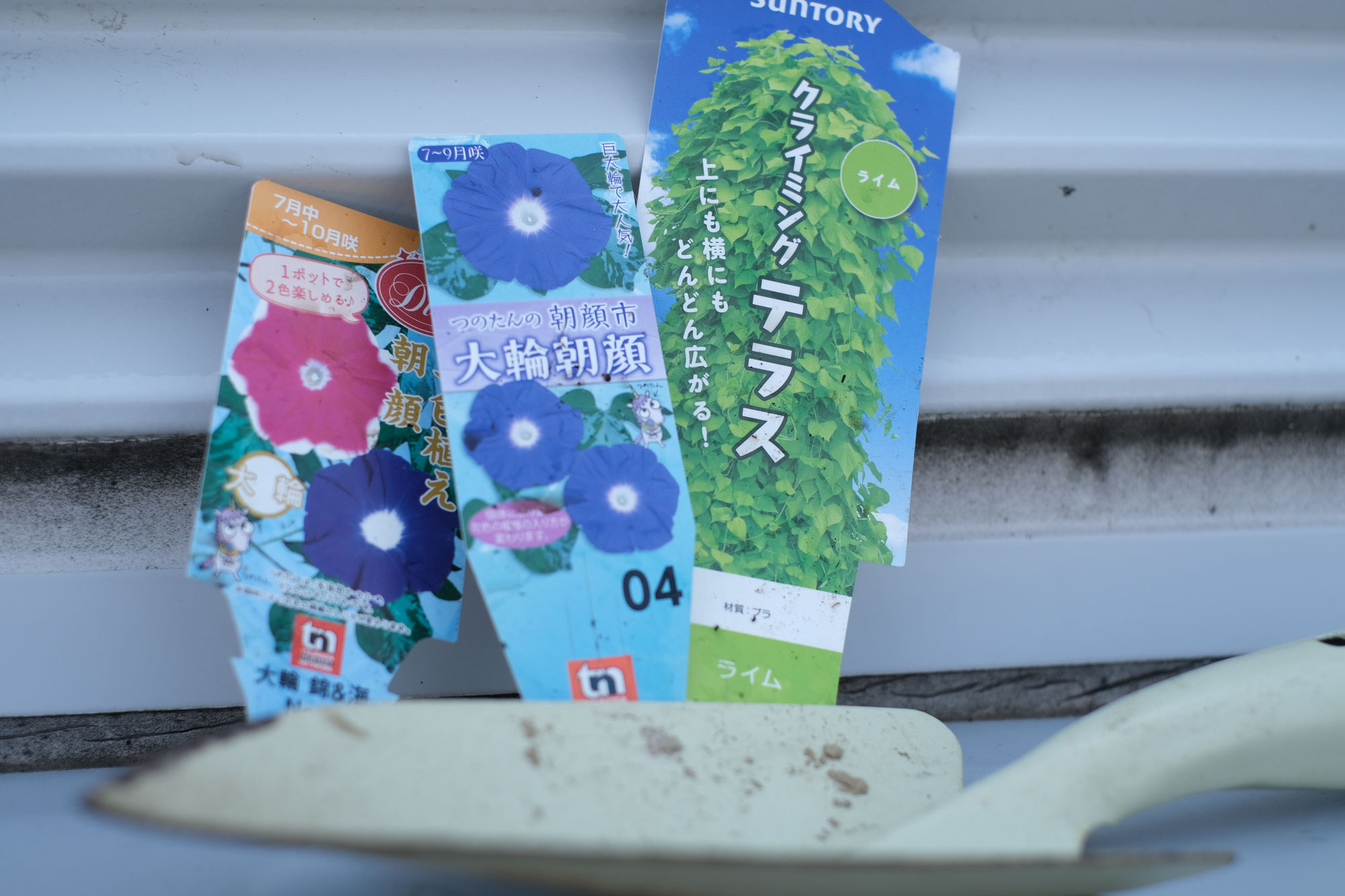 大きくなあれ！グリーンカーテン