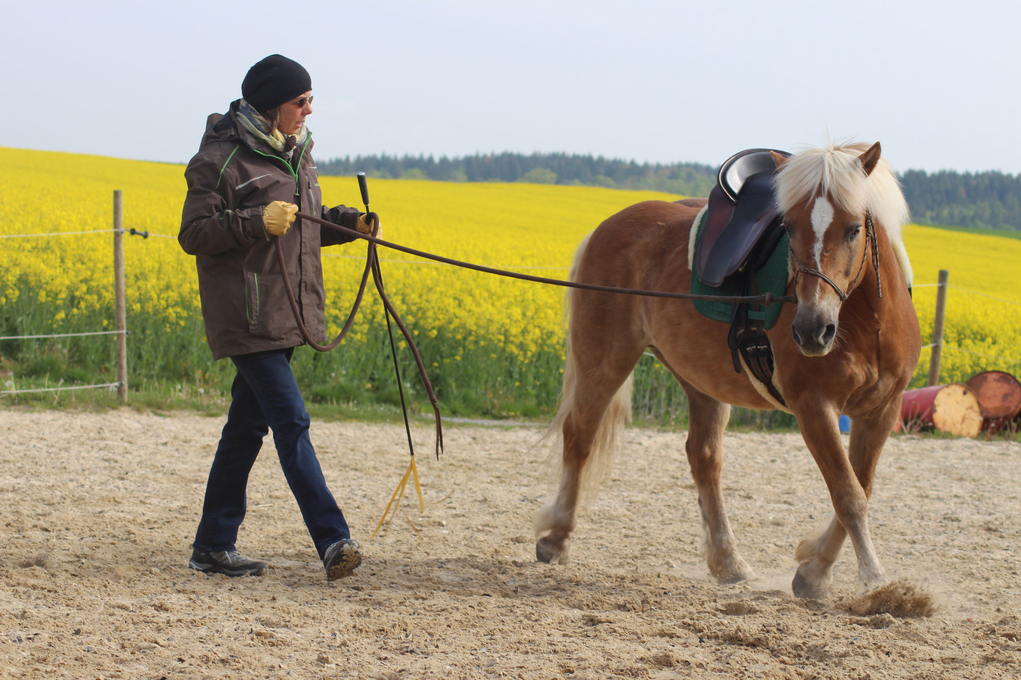 Emotionen im Pferdetraining – Segen oder Fluch?