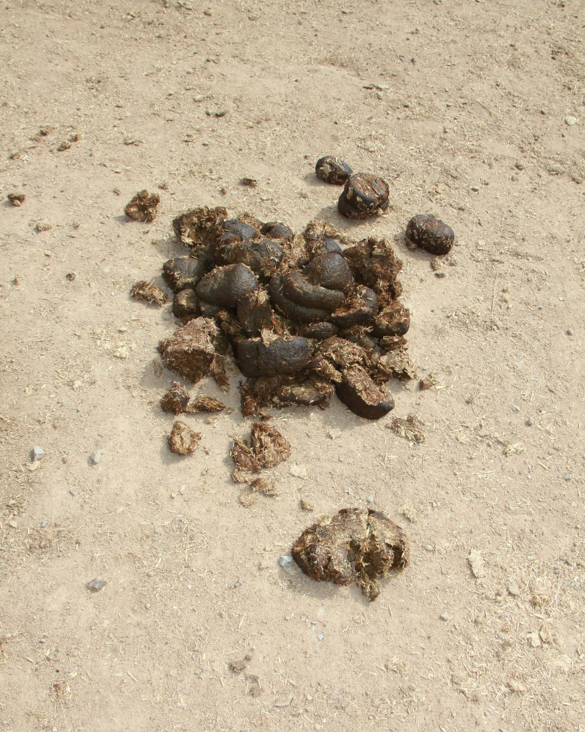 Das Äppeln beim Reiten