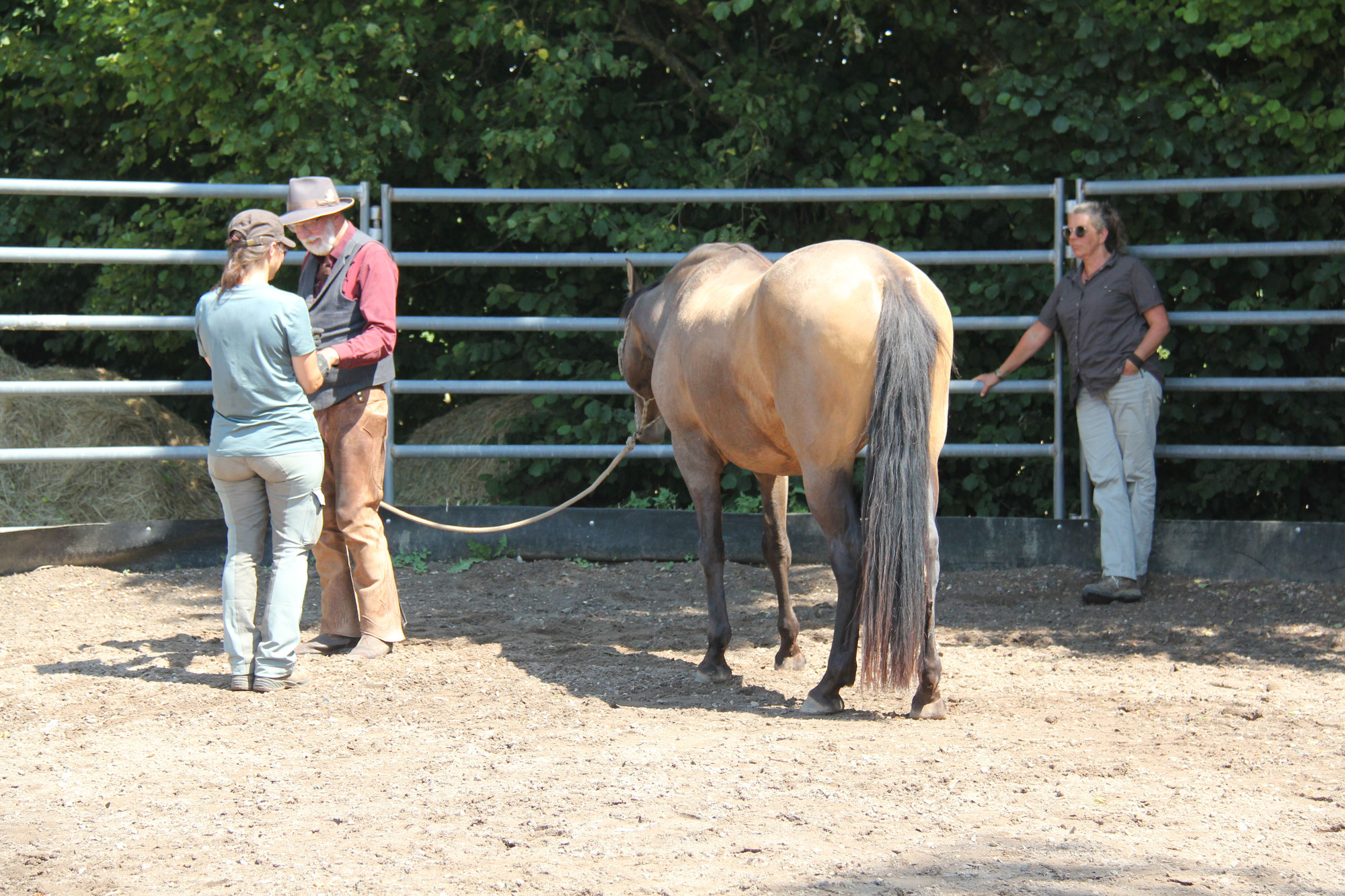 Dem Pferd ist der Druck egal