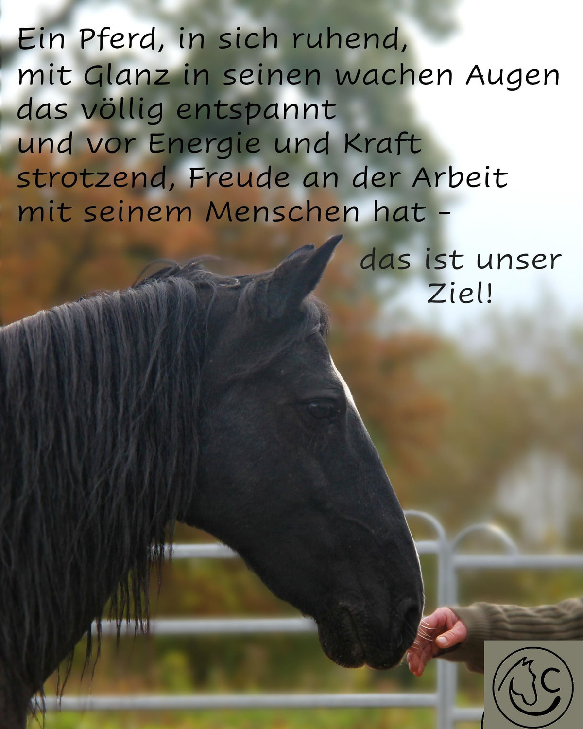Welche Rolle spielst Du eigentlich in der Beziehung zu Deinem Pferd?