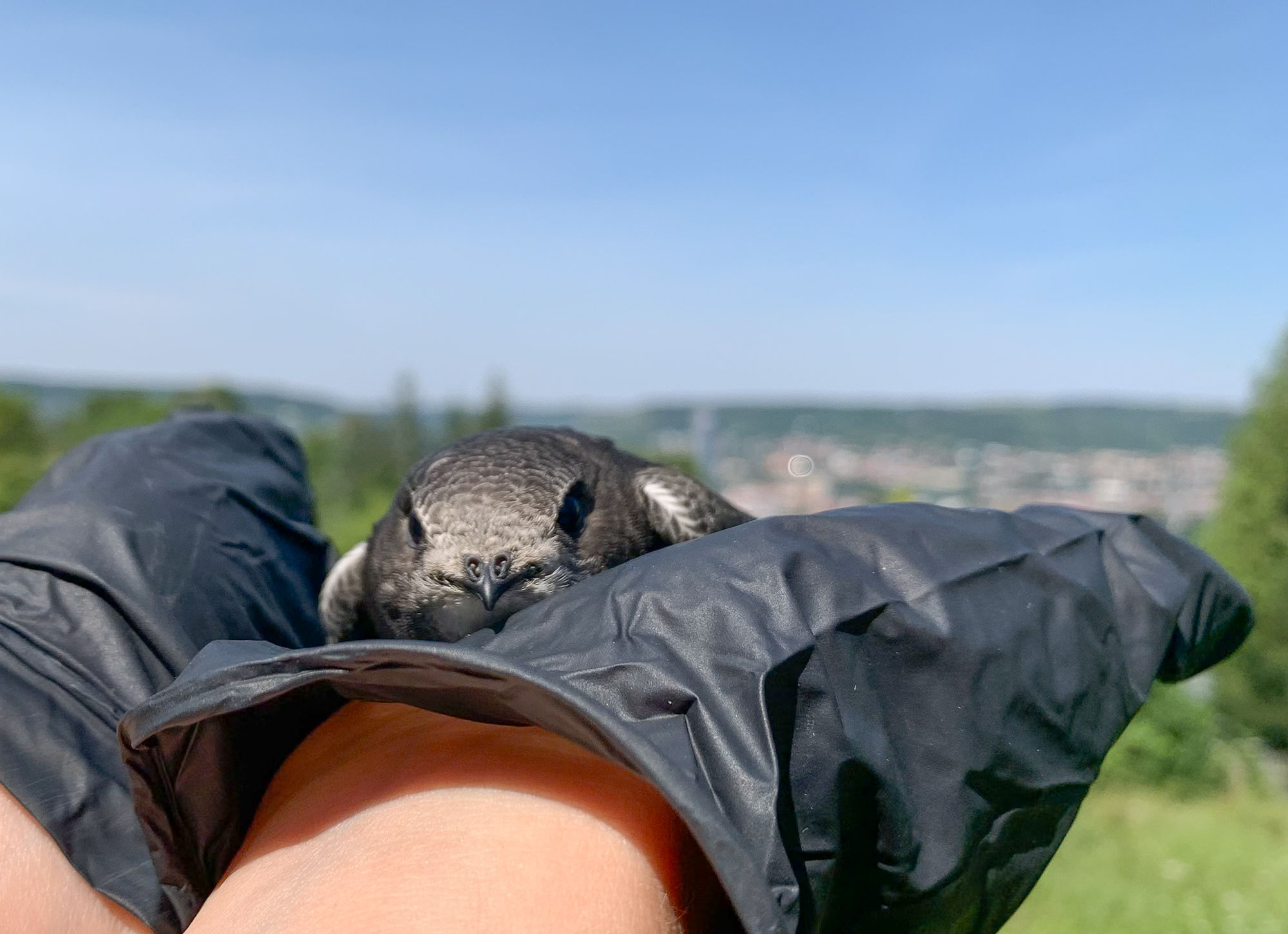 Jahresbericht Wildvogelhilfe Jena
