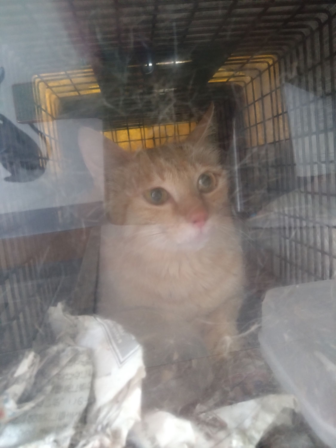 母猫捕獲
