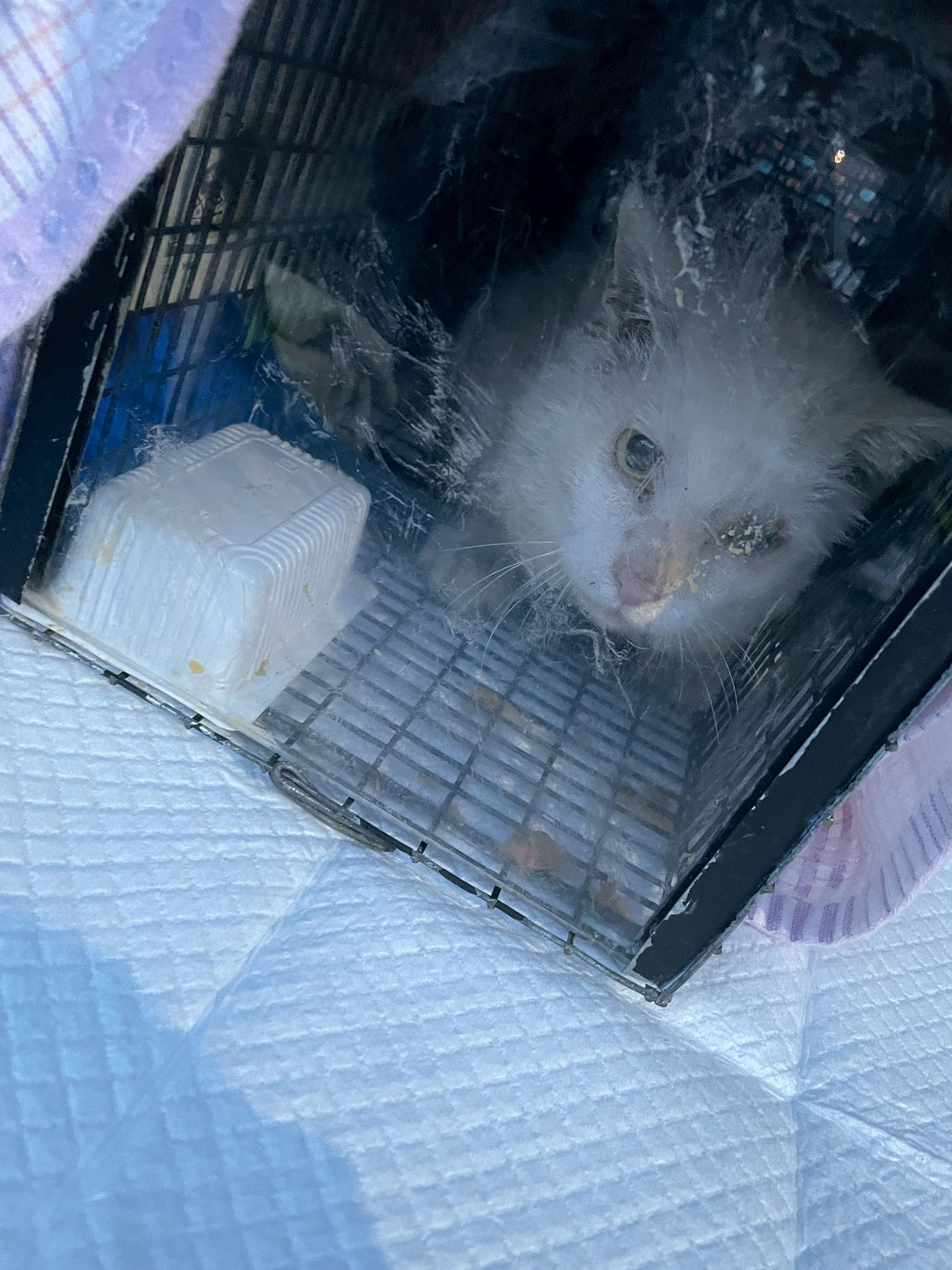 無事捕獲！