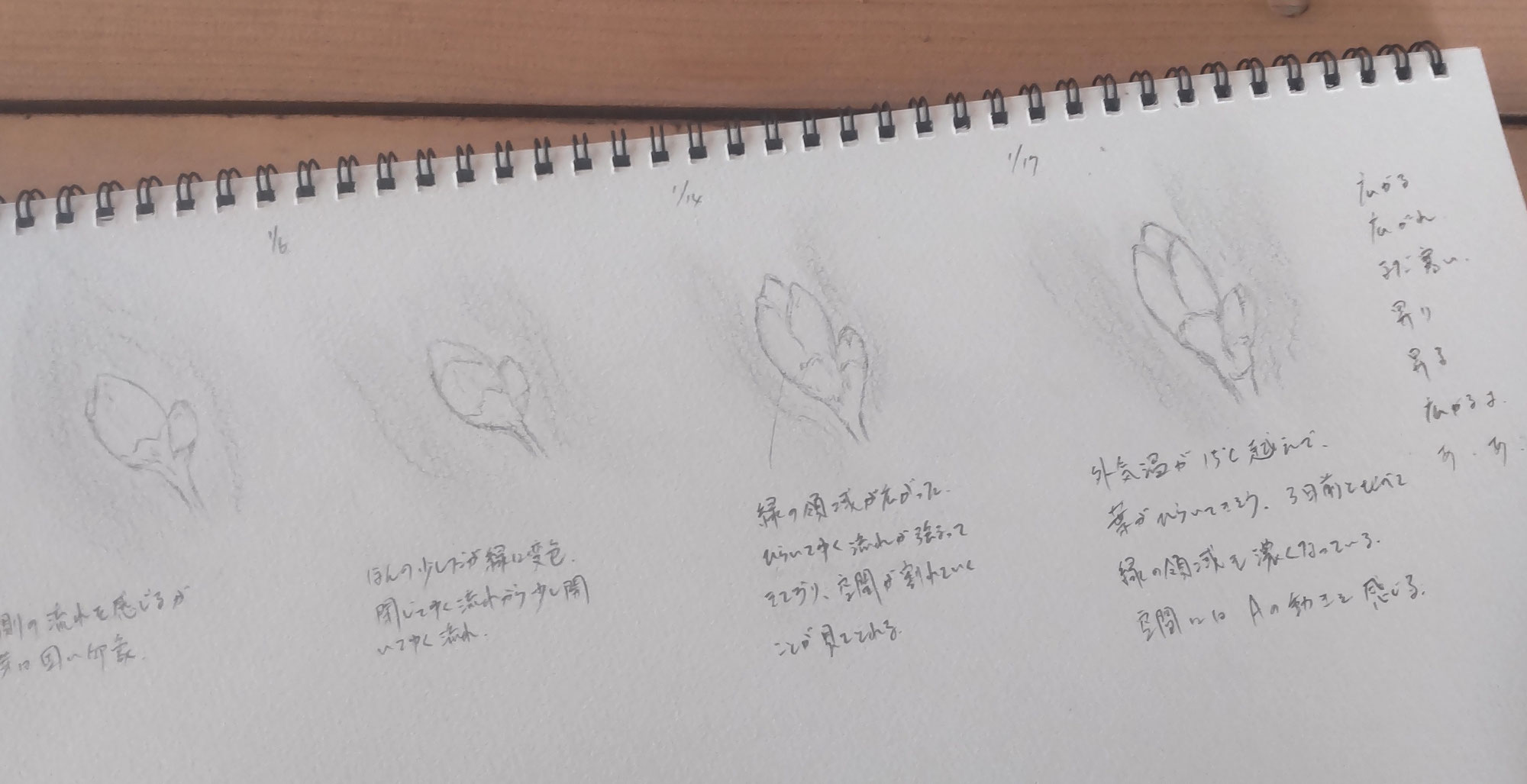 白樺観察始めています