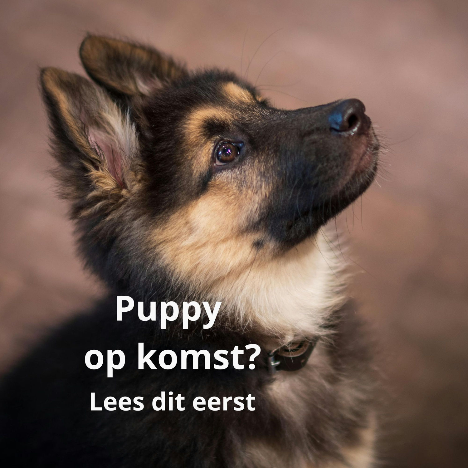 Puppy op komst? Zo bereid je je echt goed voor (en vermijd je de grootste fouten)