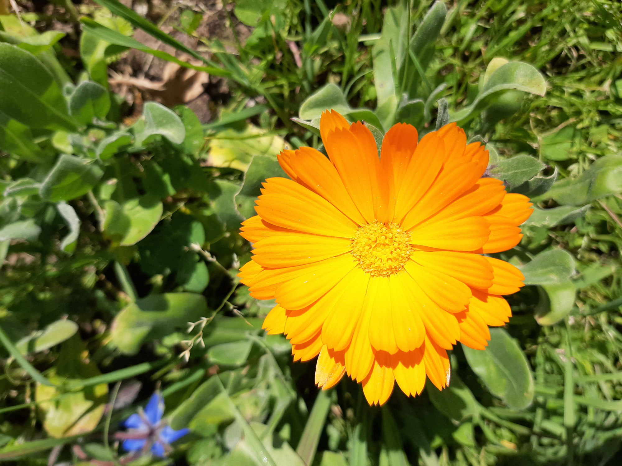 Le calendula, la force tranquille de l'été