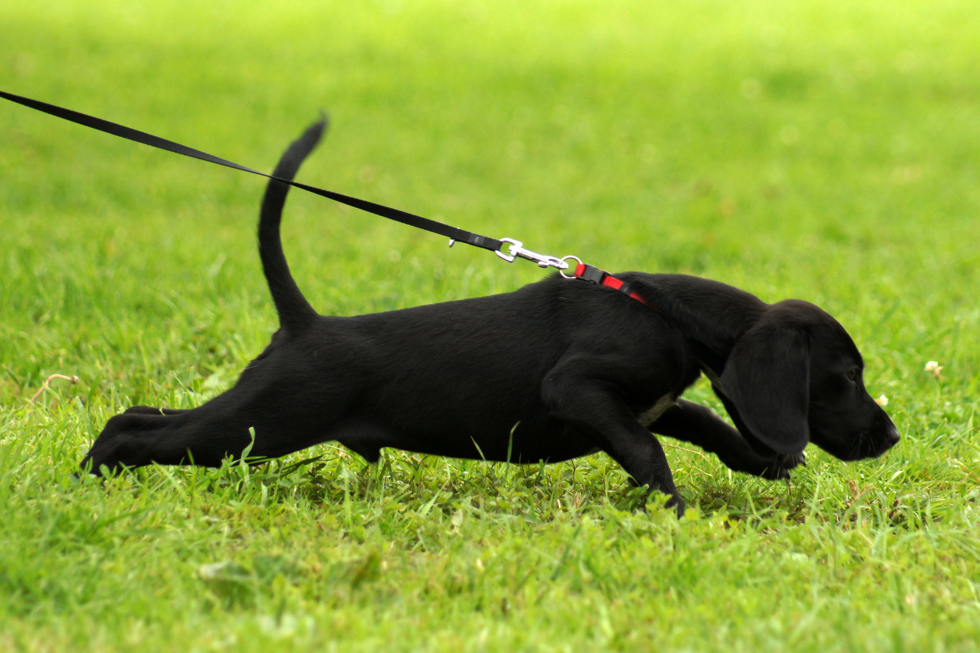 Leinenführung: Warum Hunde ziehen – und was wirklich hilft