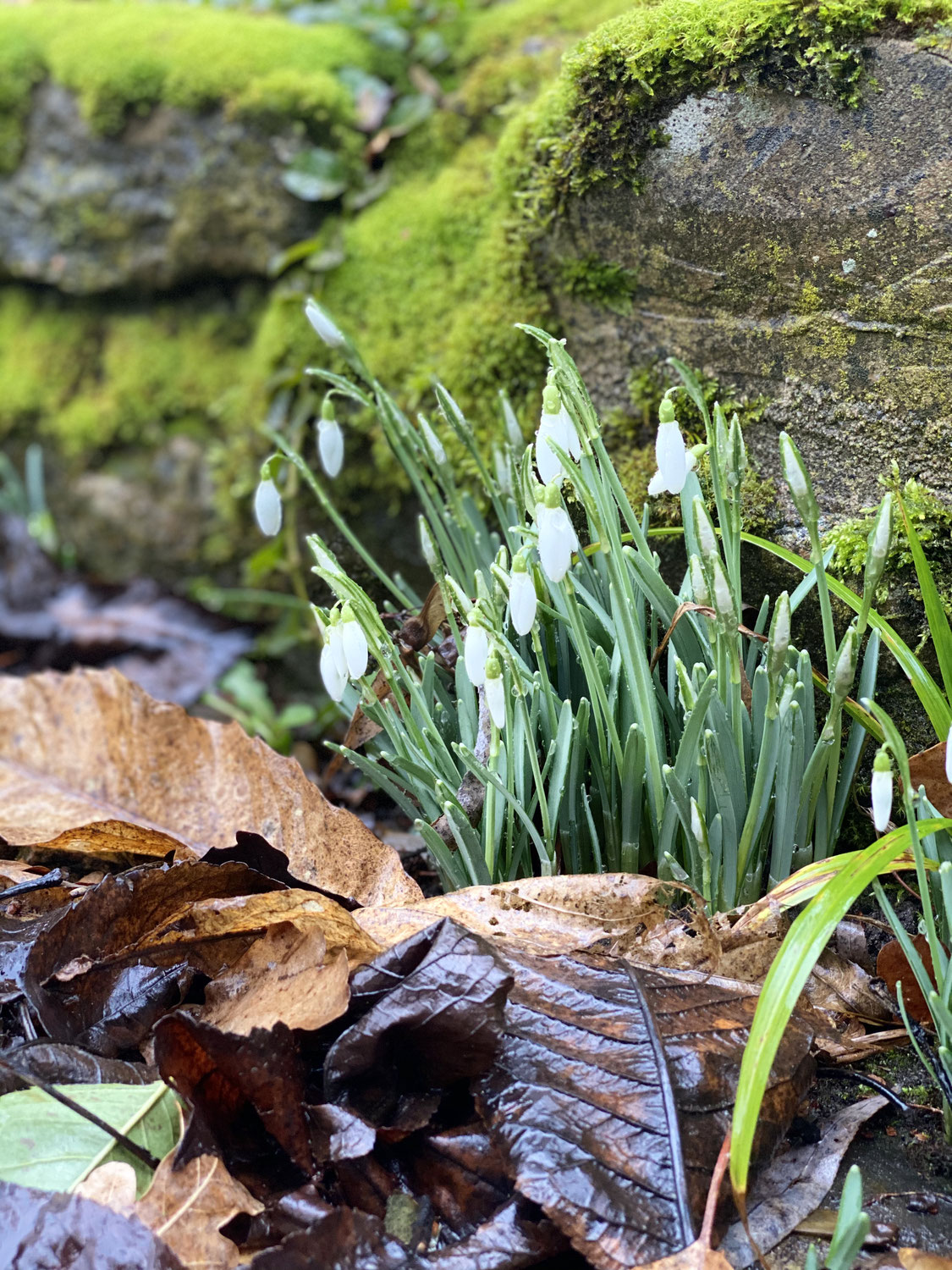 Schneeglöckchenteppiche im Silberbachtal