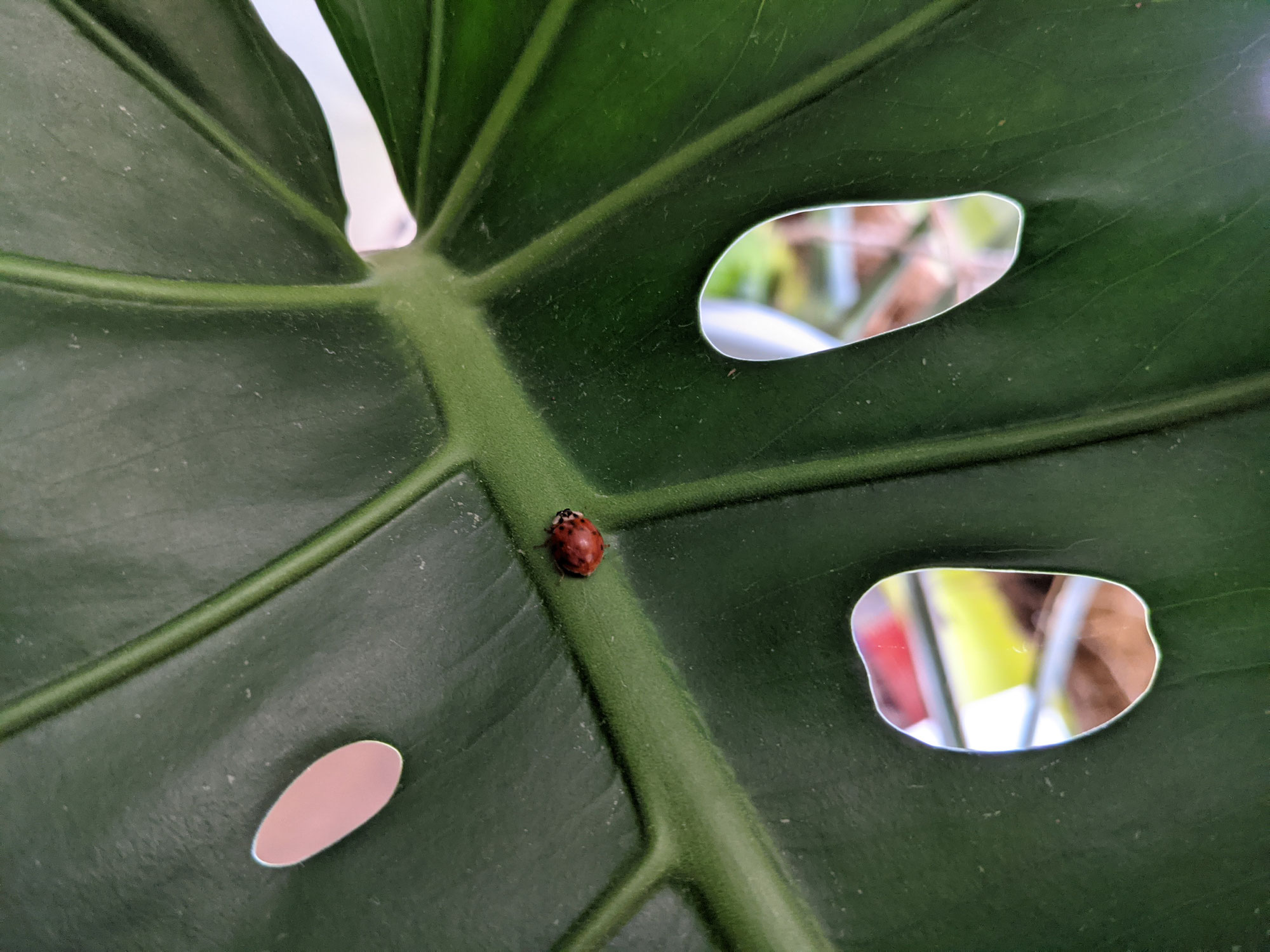 Die Junglequeen Monstera