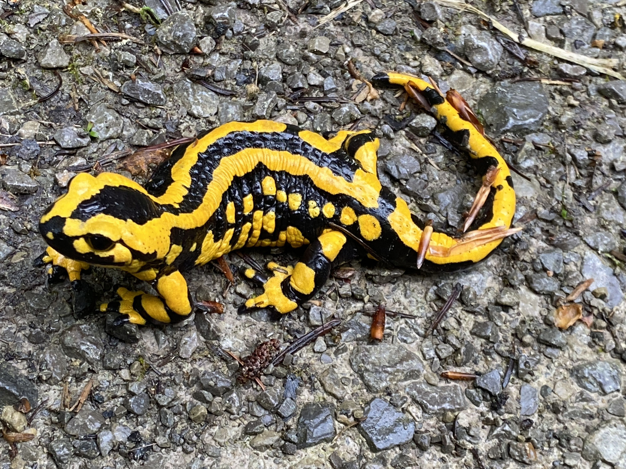 Was hat ein Feuersalamander mit Bienen zu tun?