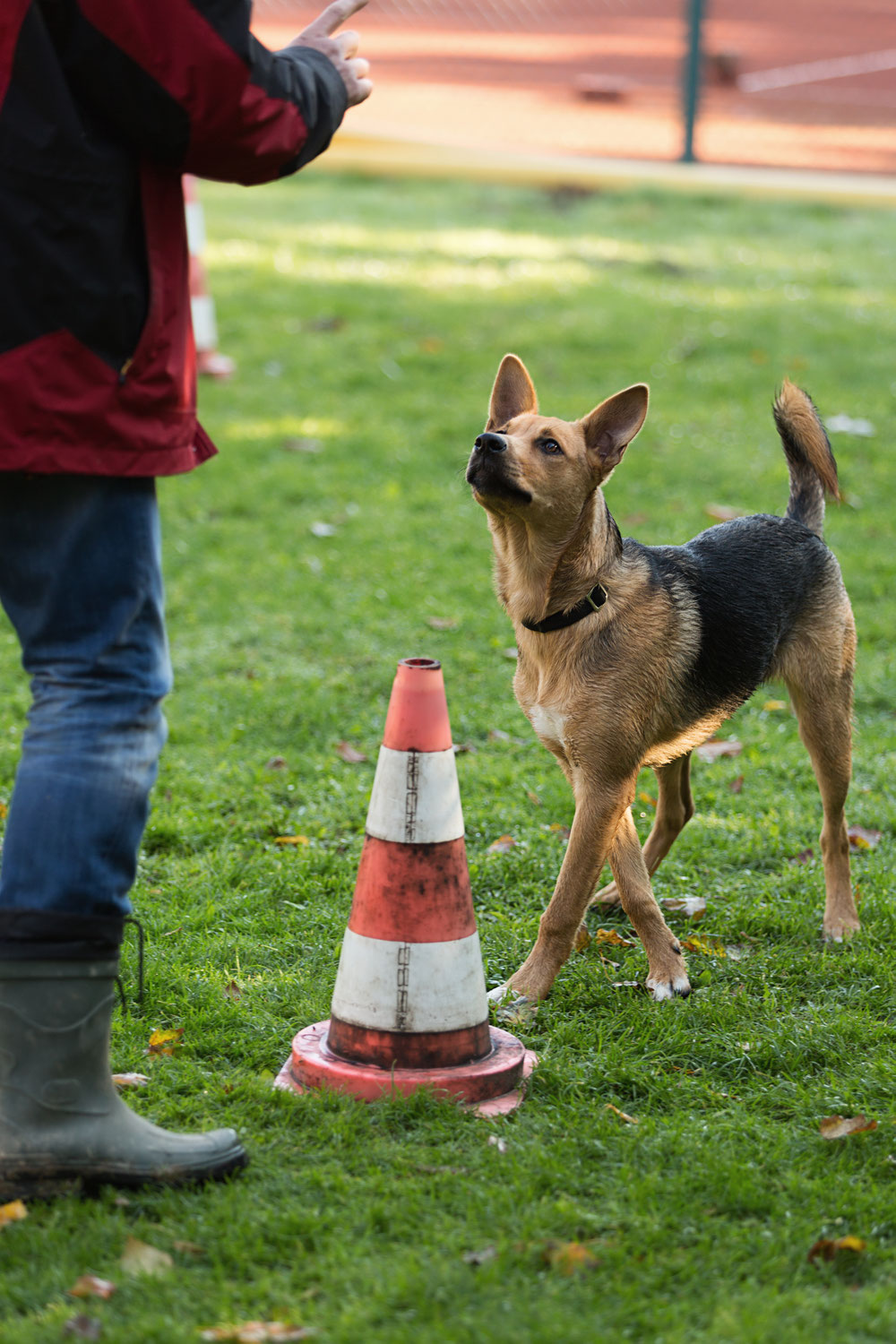 Allgemeine Geschäftsbedingungen Hundeschule HannoverLand Sina Wehrhahn