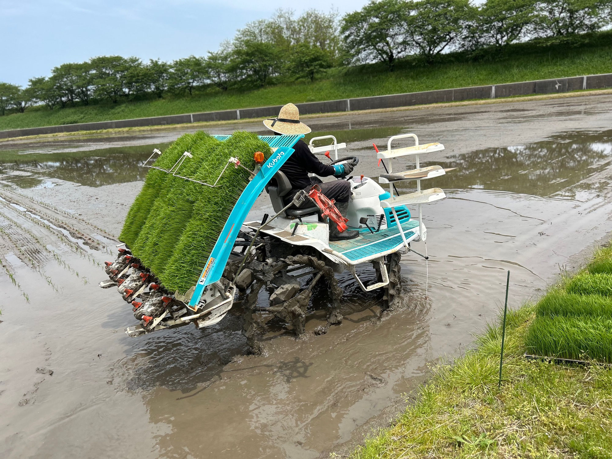 皐の候、紫雲寺は田植えのシーズン！