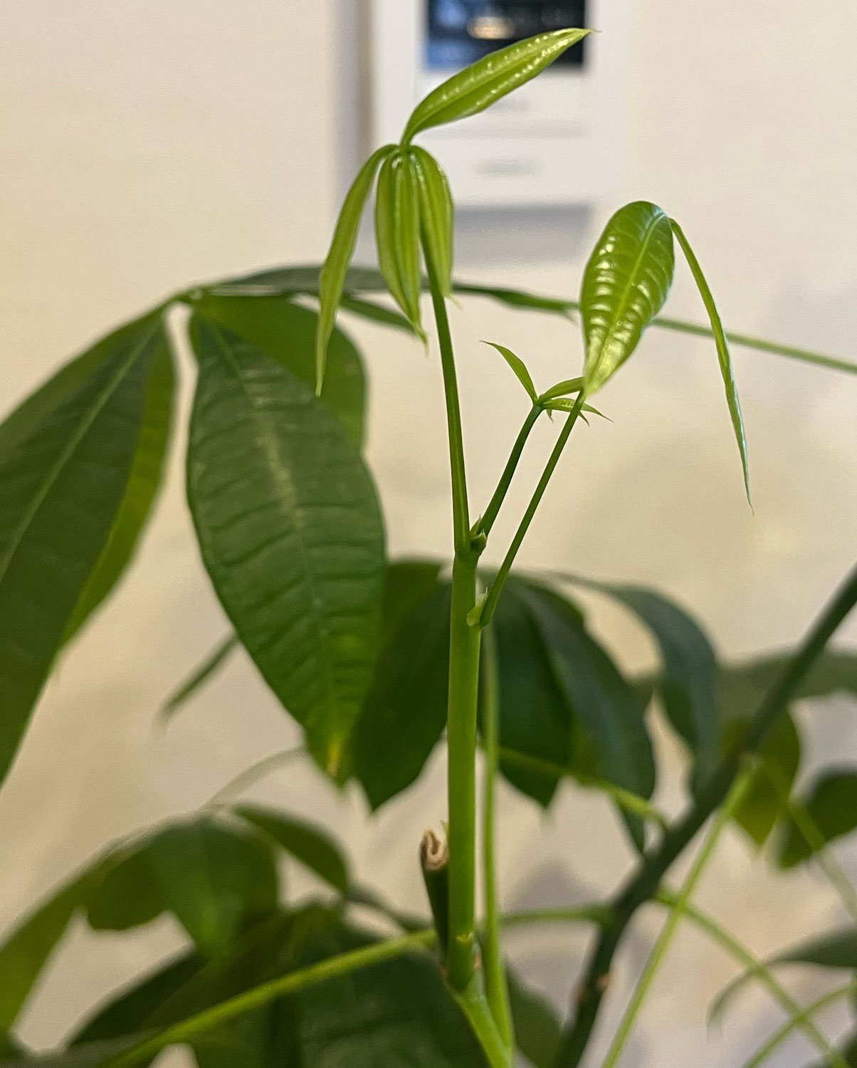 植物の生命力に感動!!