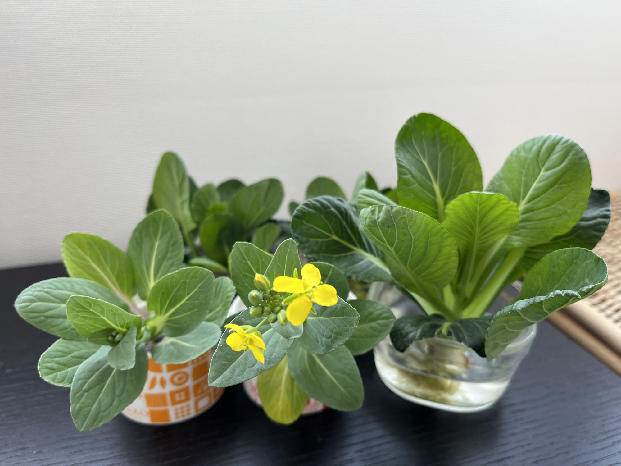 リボベジ（再生野菜）の小松菜でこころとからだに潤い補給!!イライラ解消!!