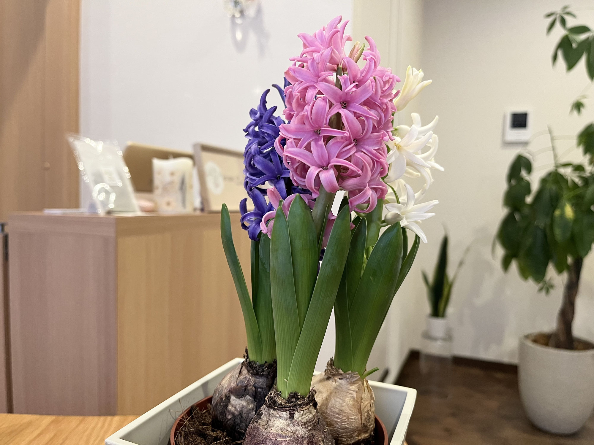 春到来!!　ヒヤシンスの開花