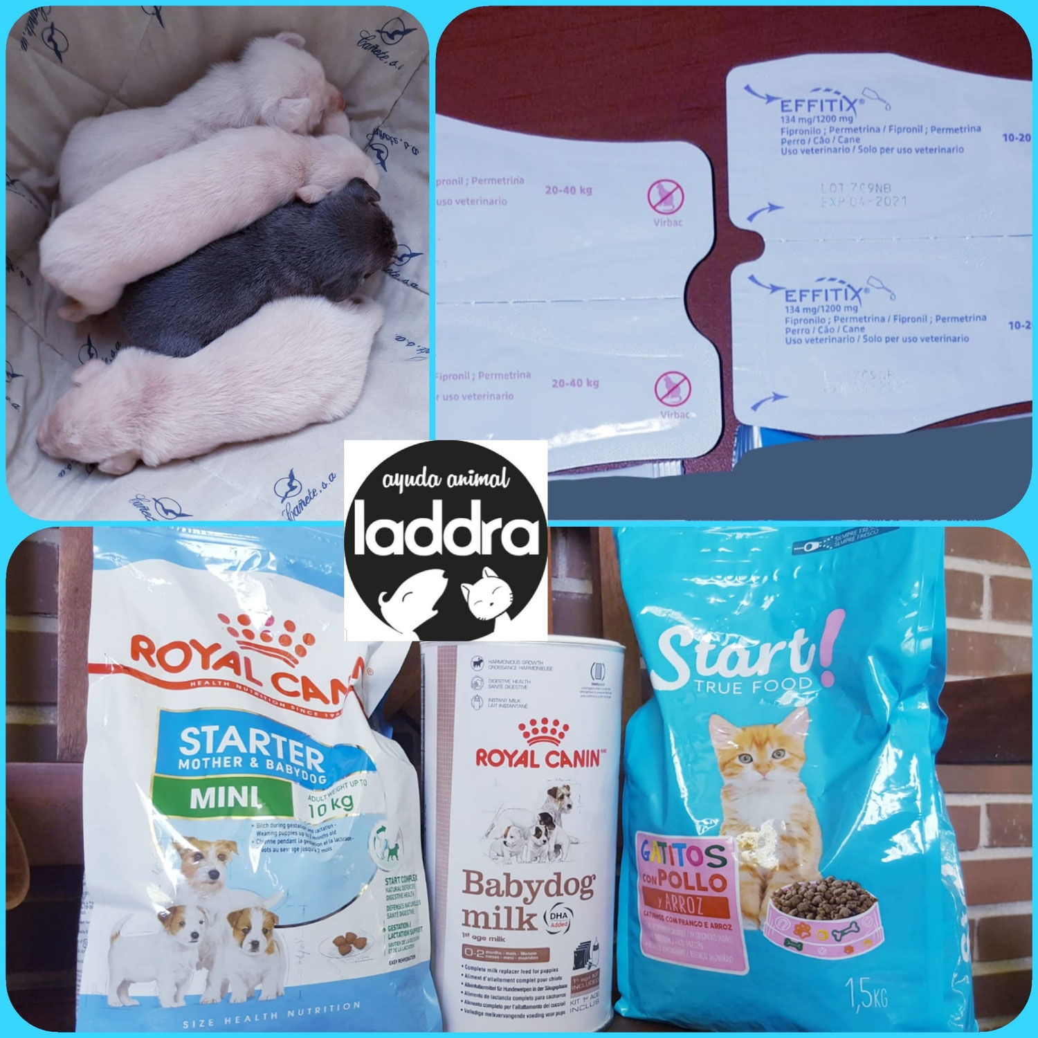 Donación para gatitos recogidos por rescatista y alimentadora