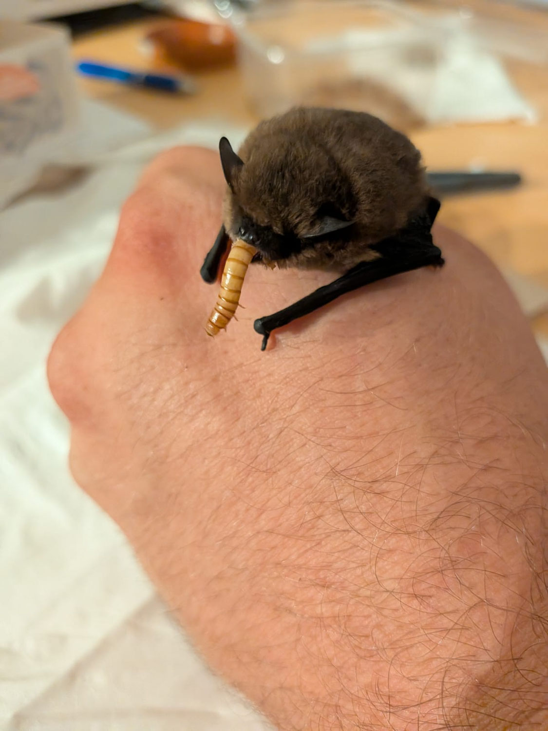 Hochsaison beim Fledermaus-Päppeln!