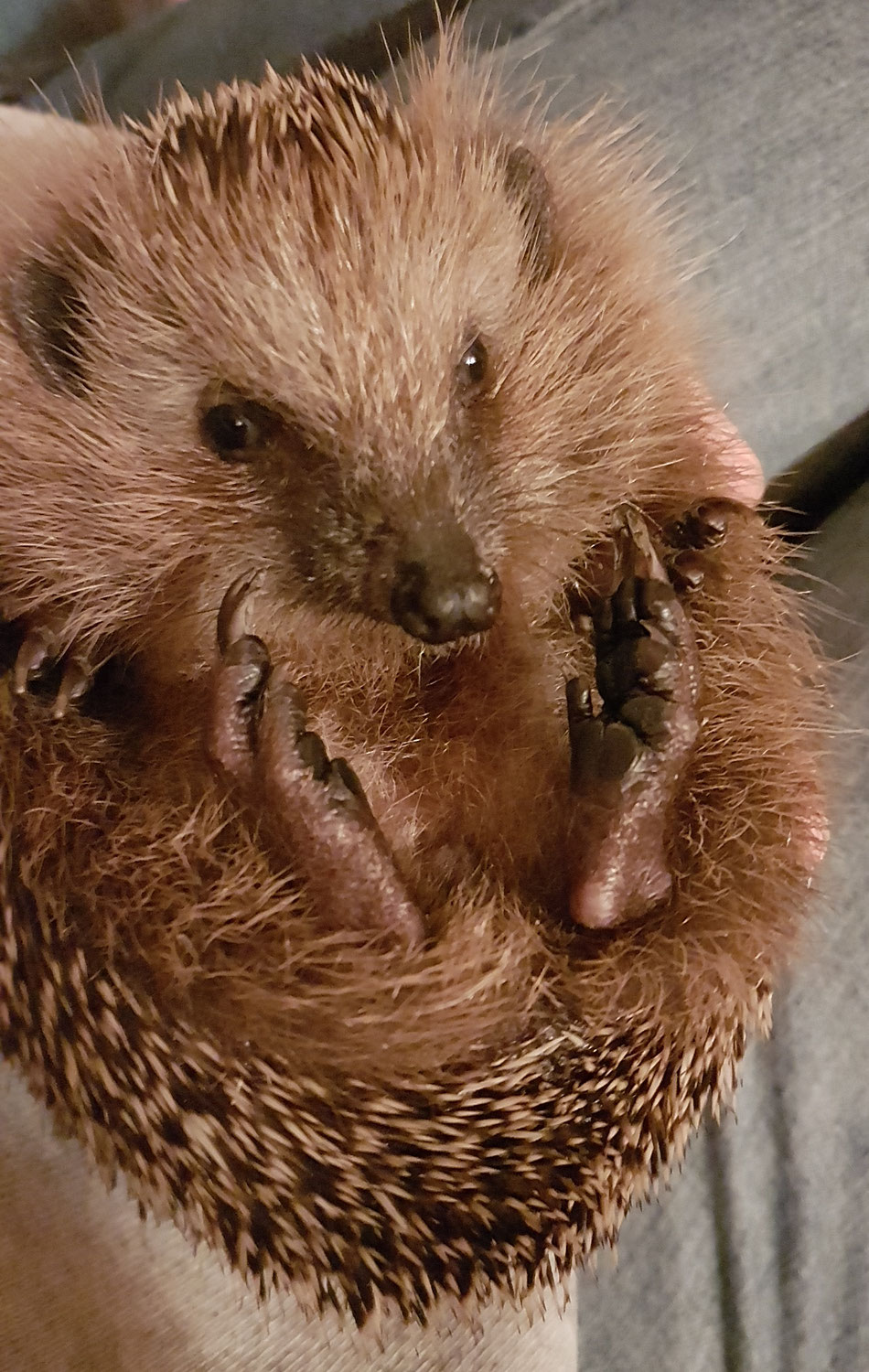 Die Igel brauchen Hilfe!