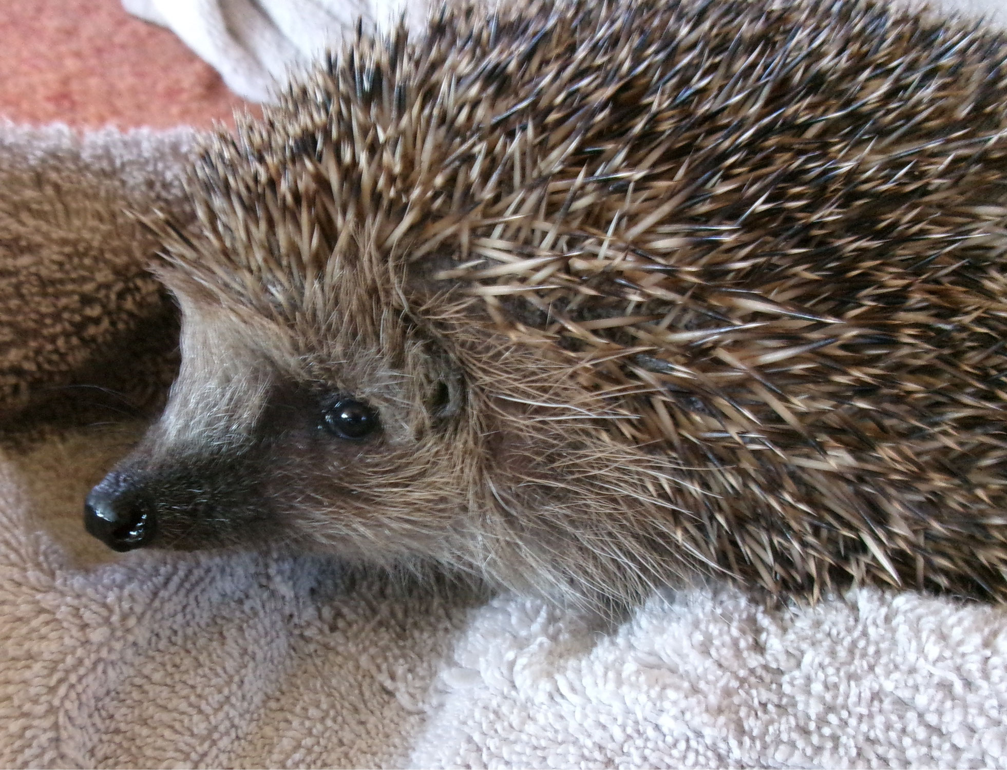 Auswilderung von Igel Adelheid