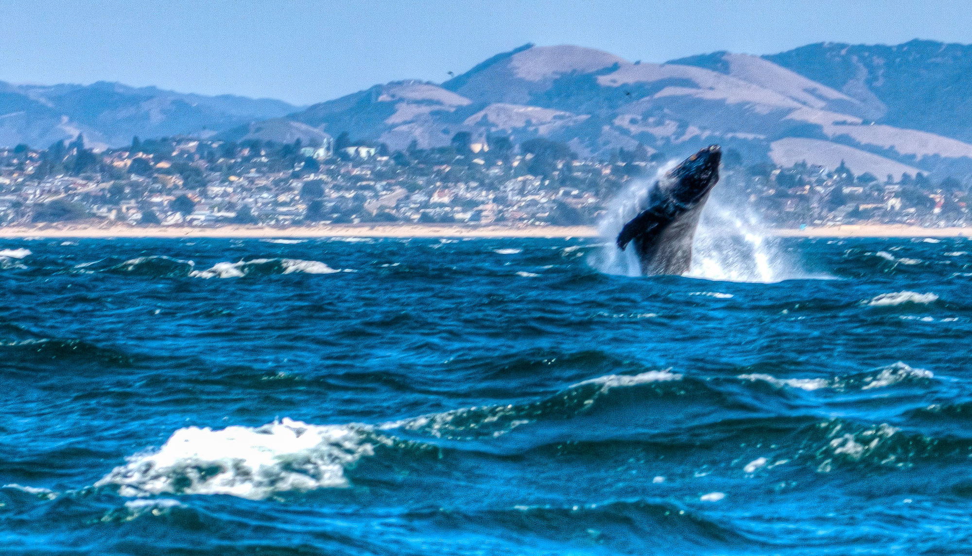 Avila Beach Whale Watching Boat Tours California's best whale