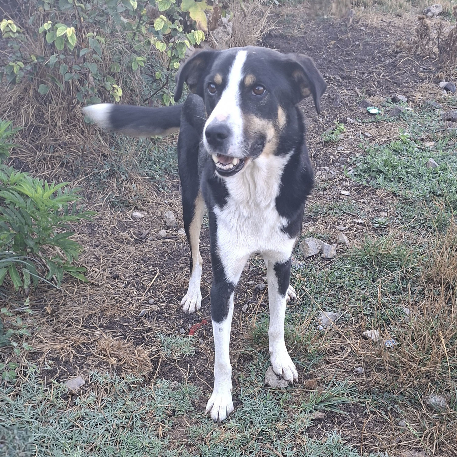 Finn