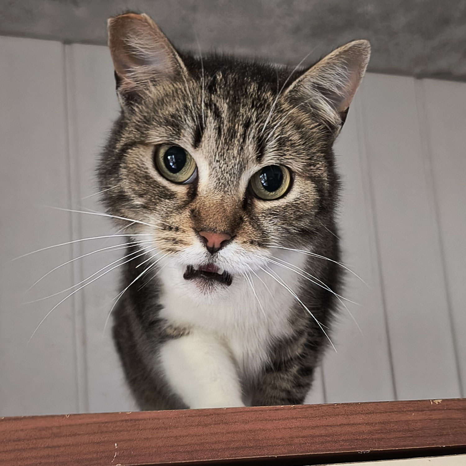 Leni
