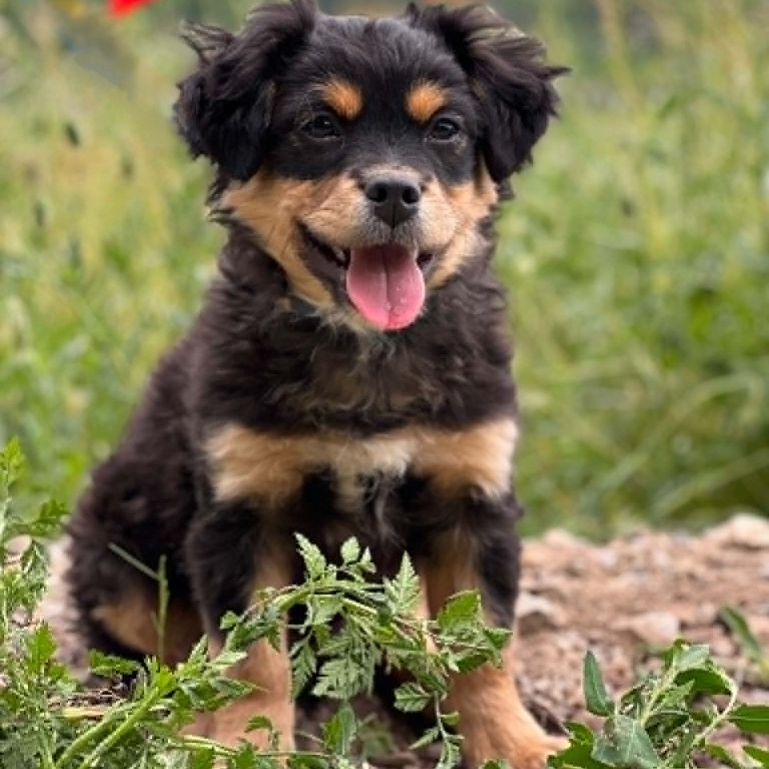 Frodo