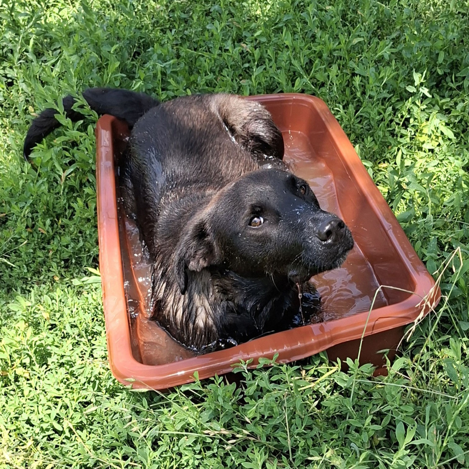 Darcy