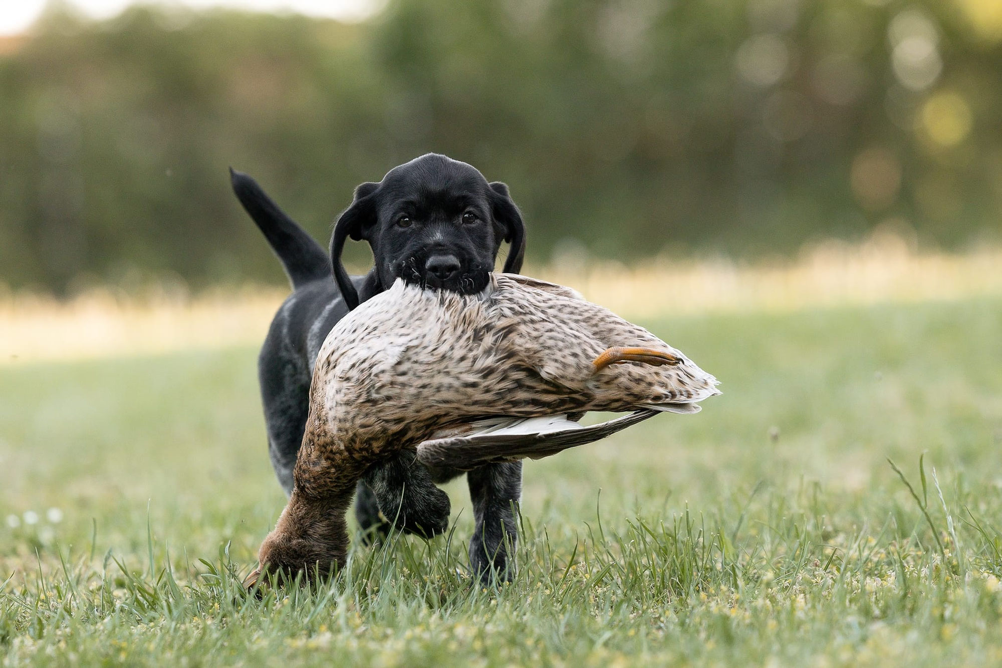 Hundeausbildung