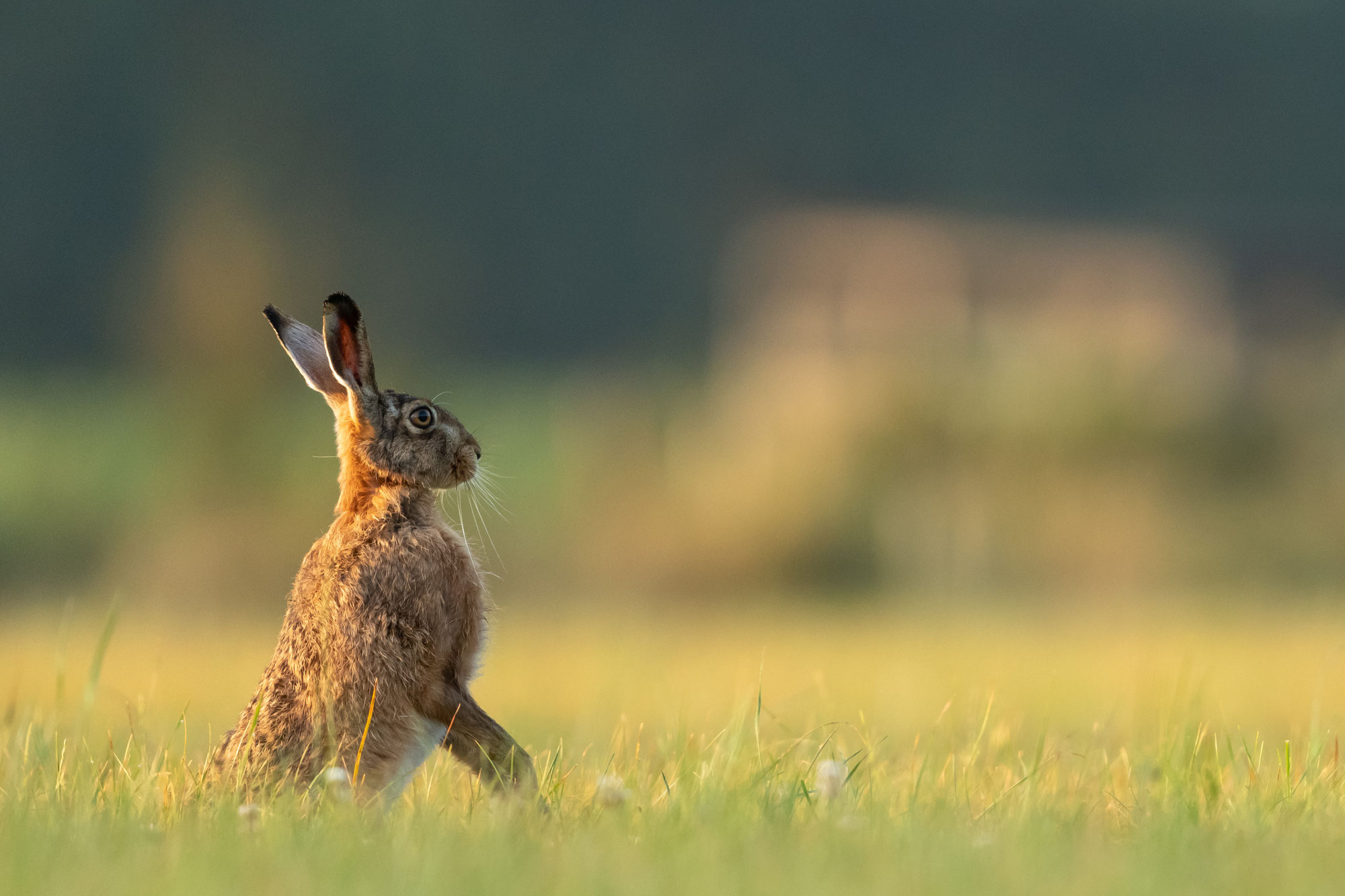 Unser Niederwild verdient Zukunft