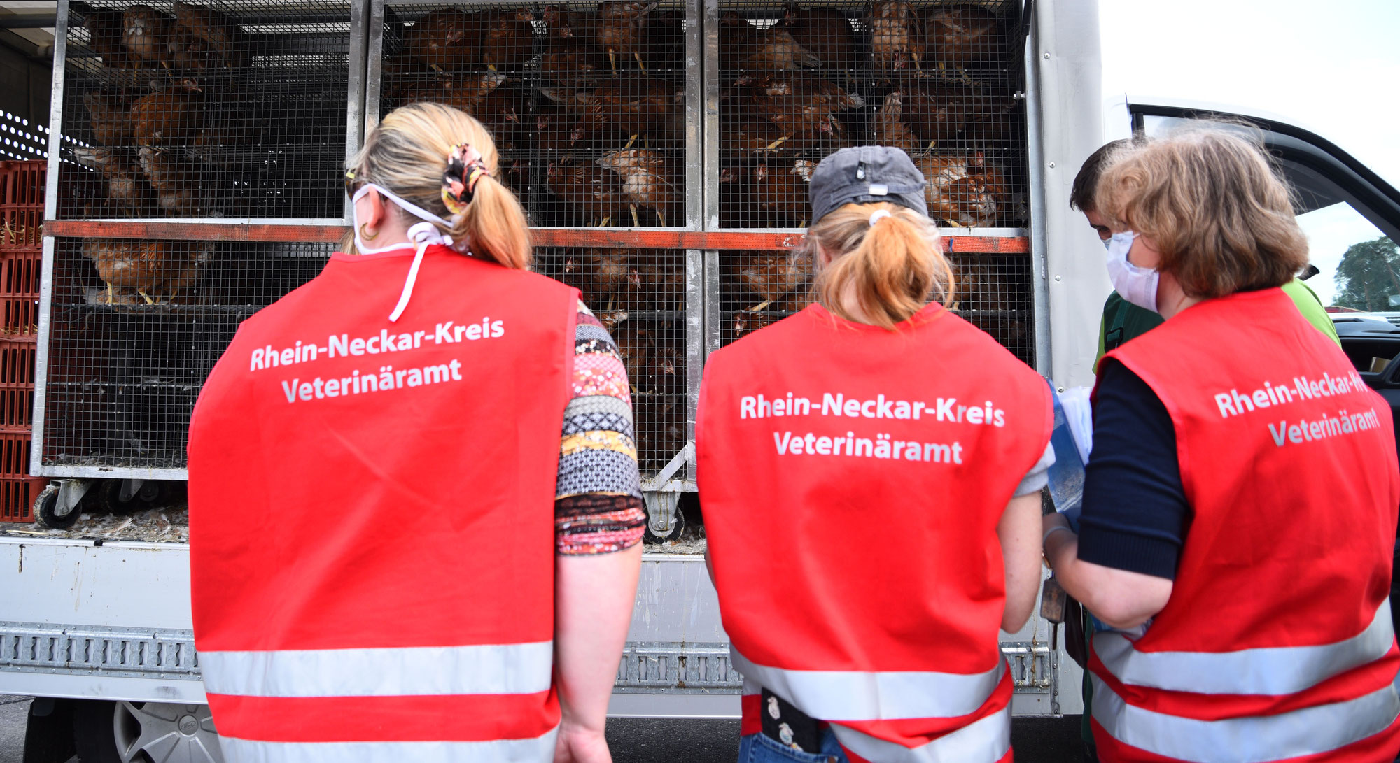 Veterinäramt und Verbraucherschutz: Geflügelpest ist nun auch in Baden-Württemberg angekommen